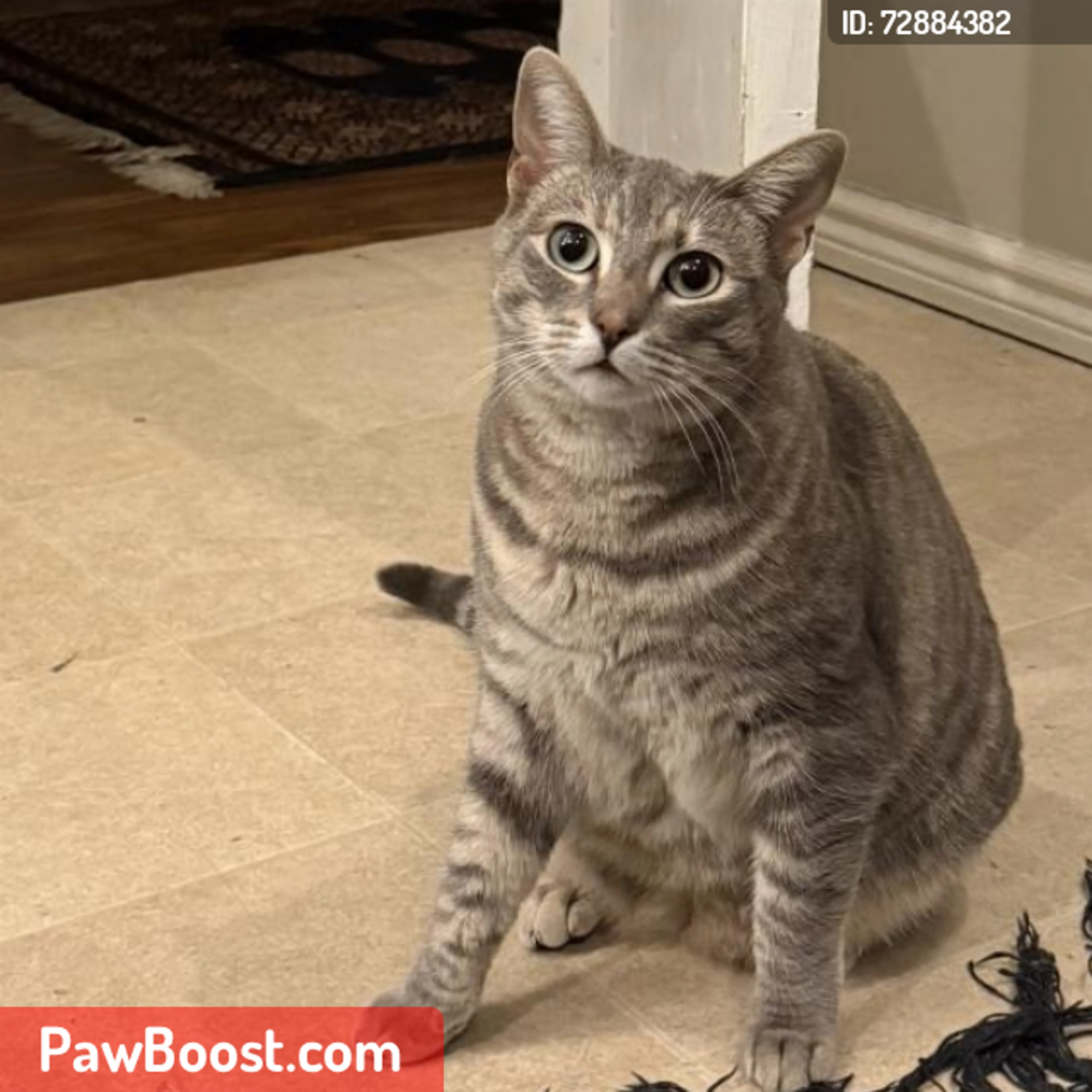 Lost pet