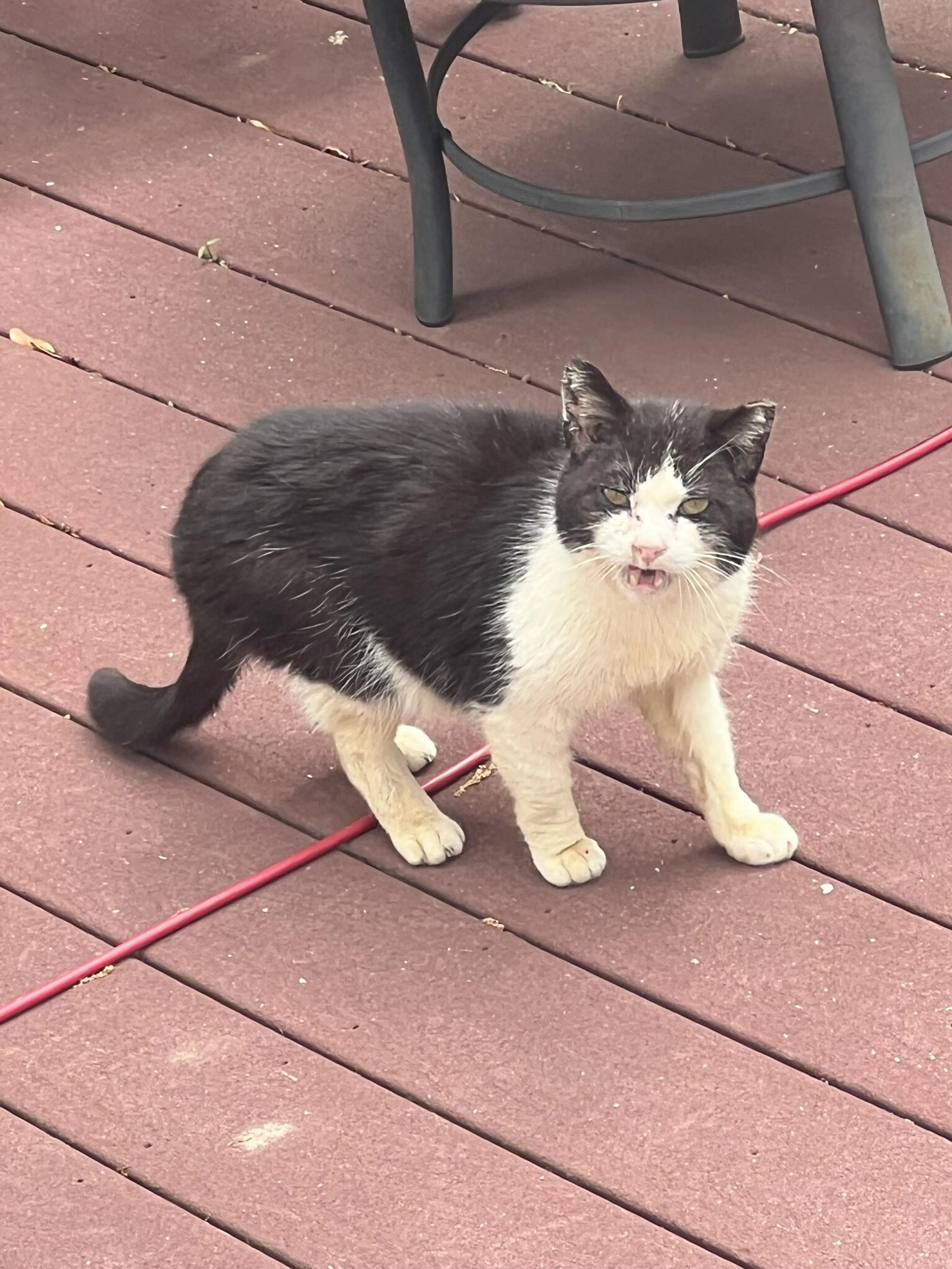 Found pet