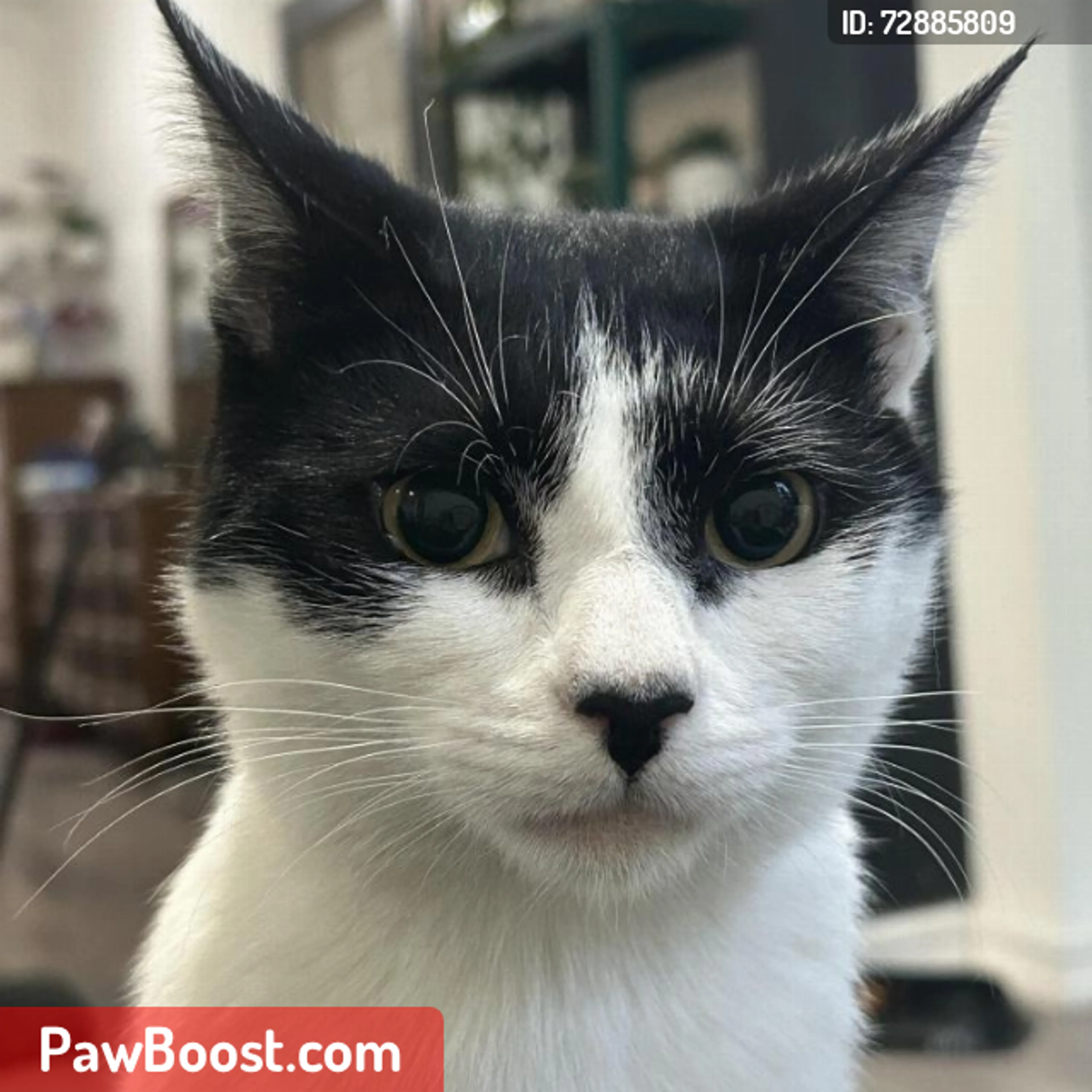 Lost pet