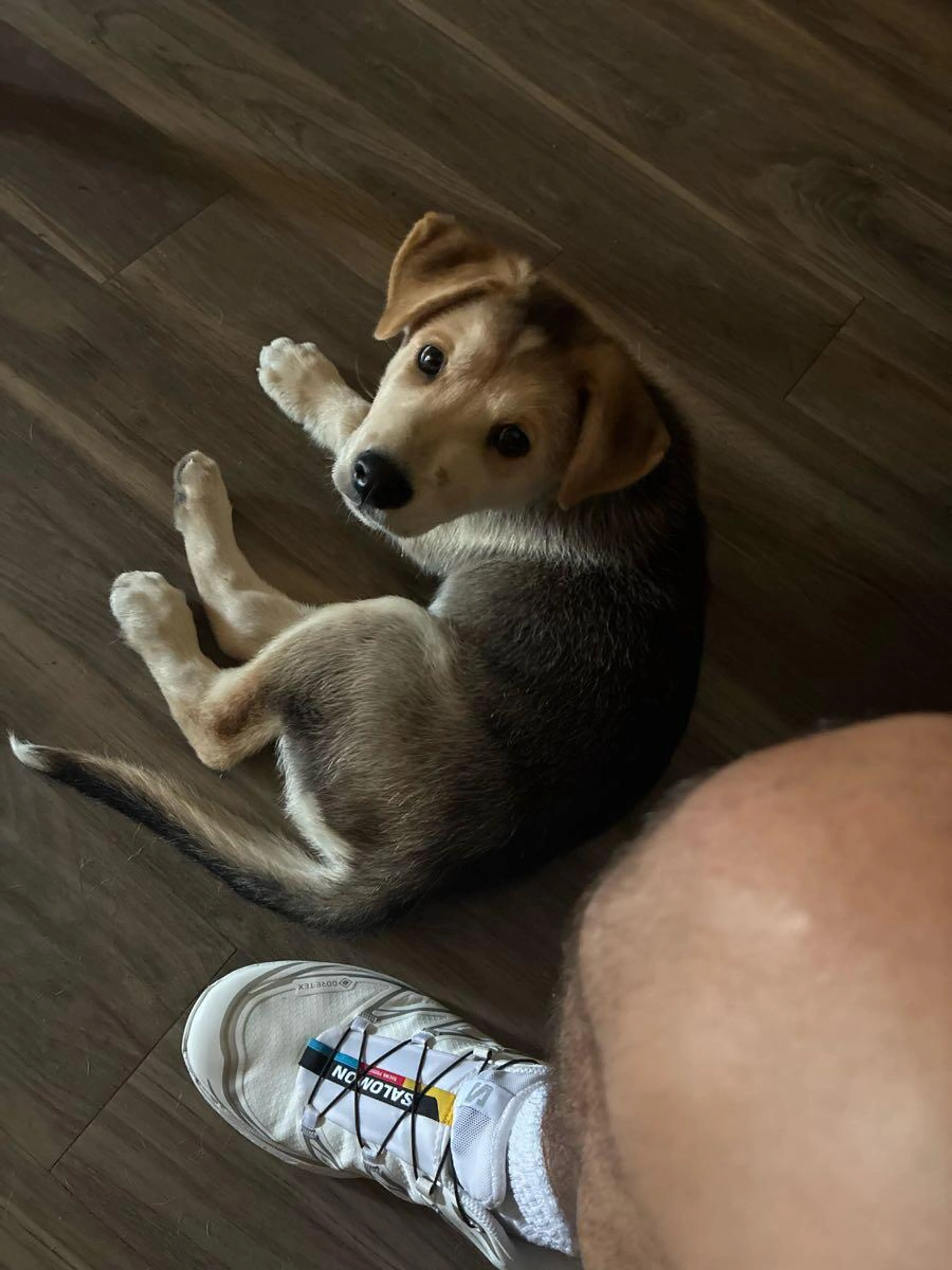 Found pet