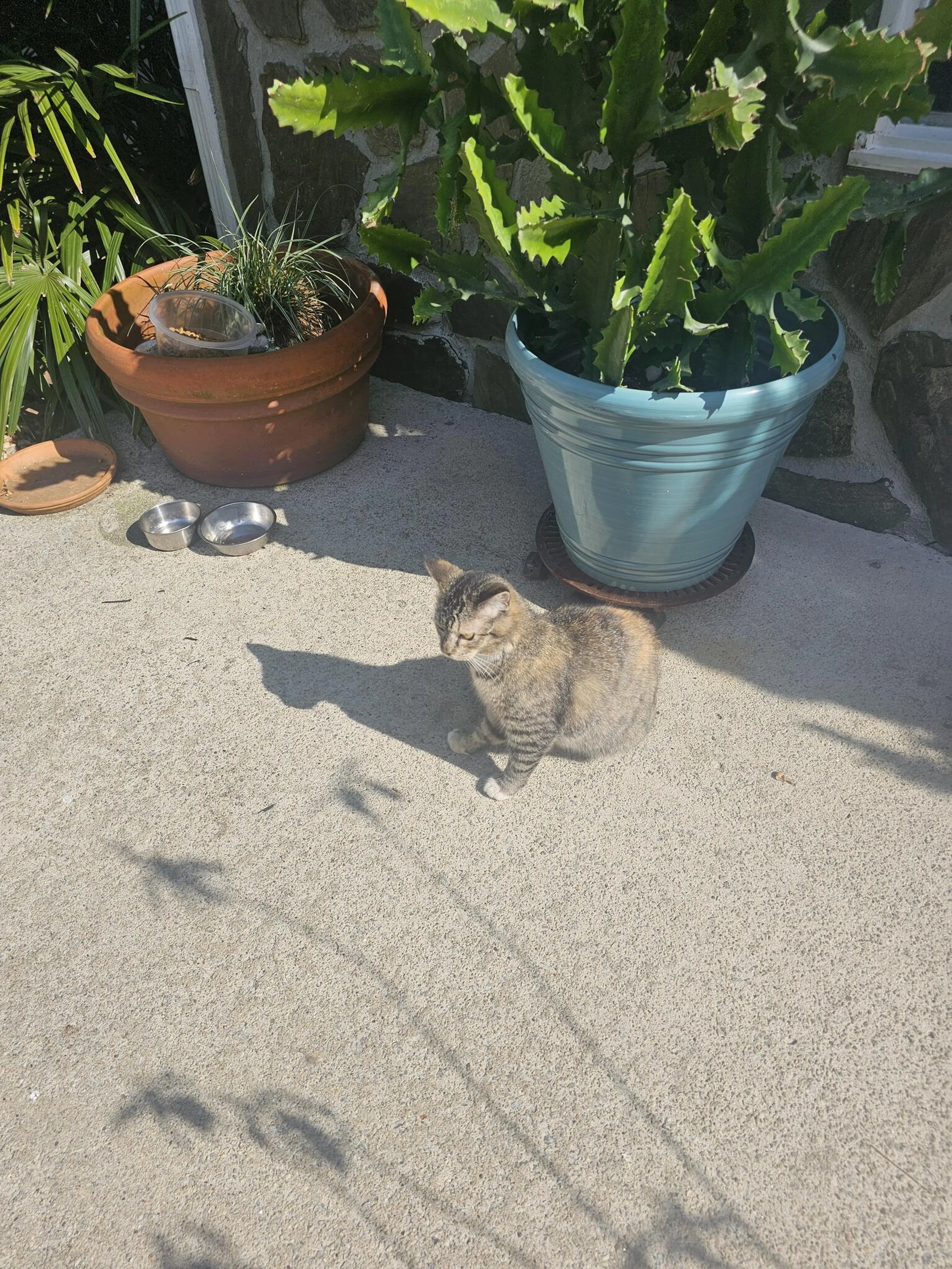 Found pet