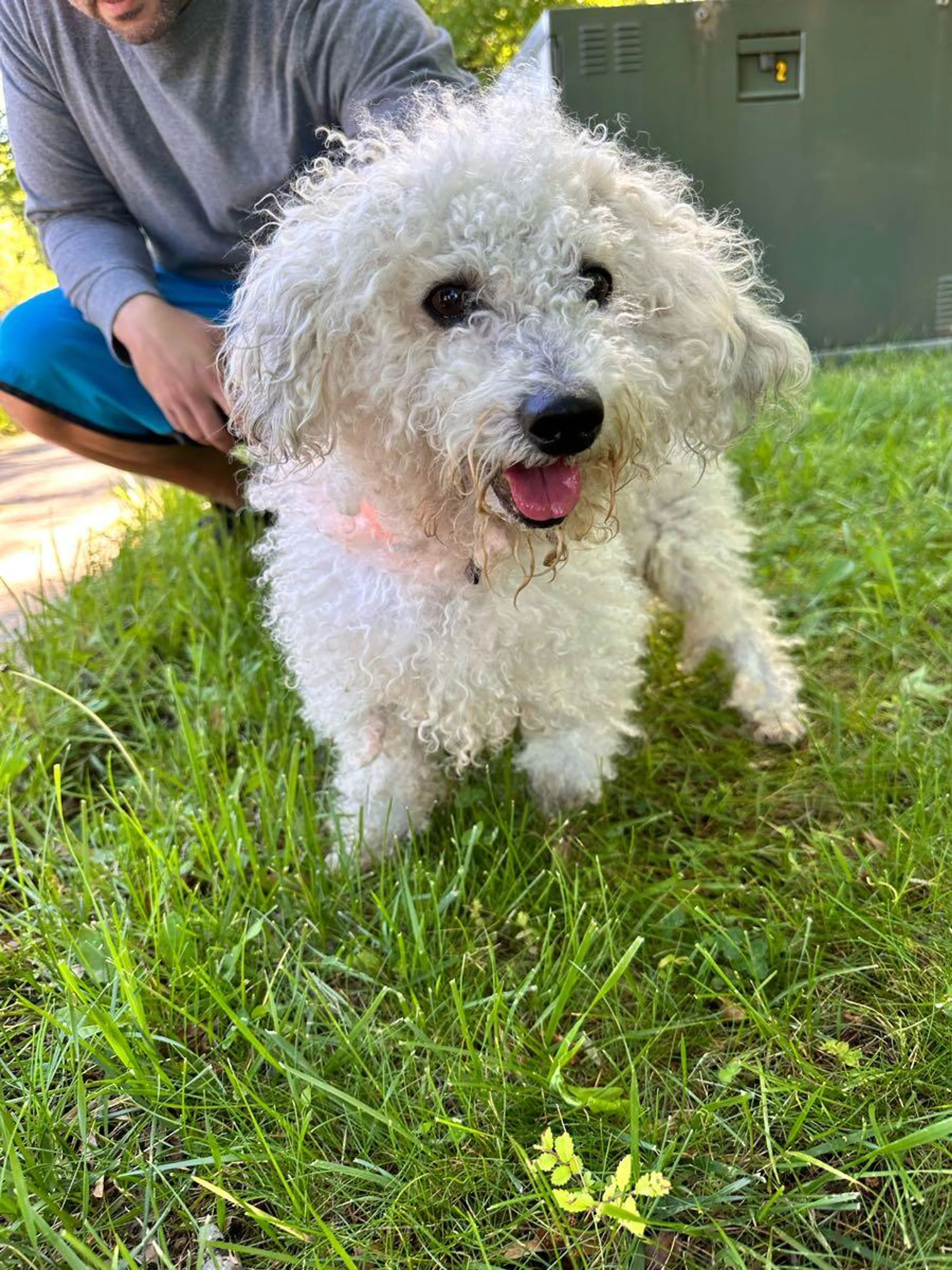 Found pet