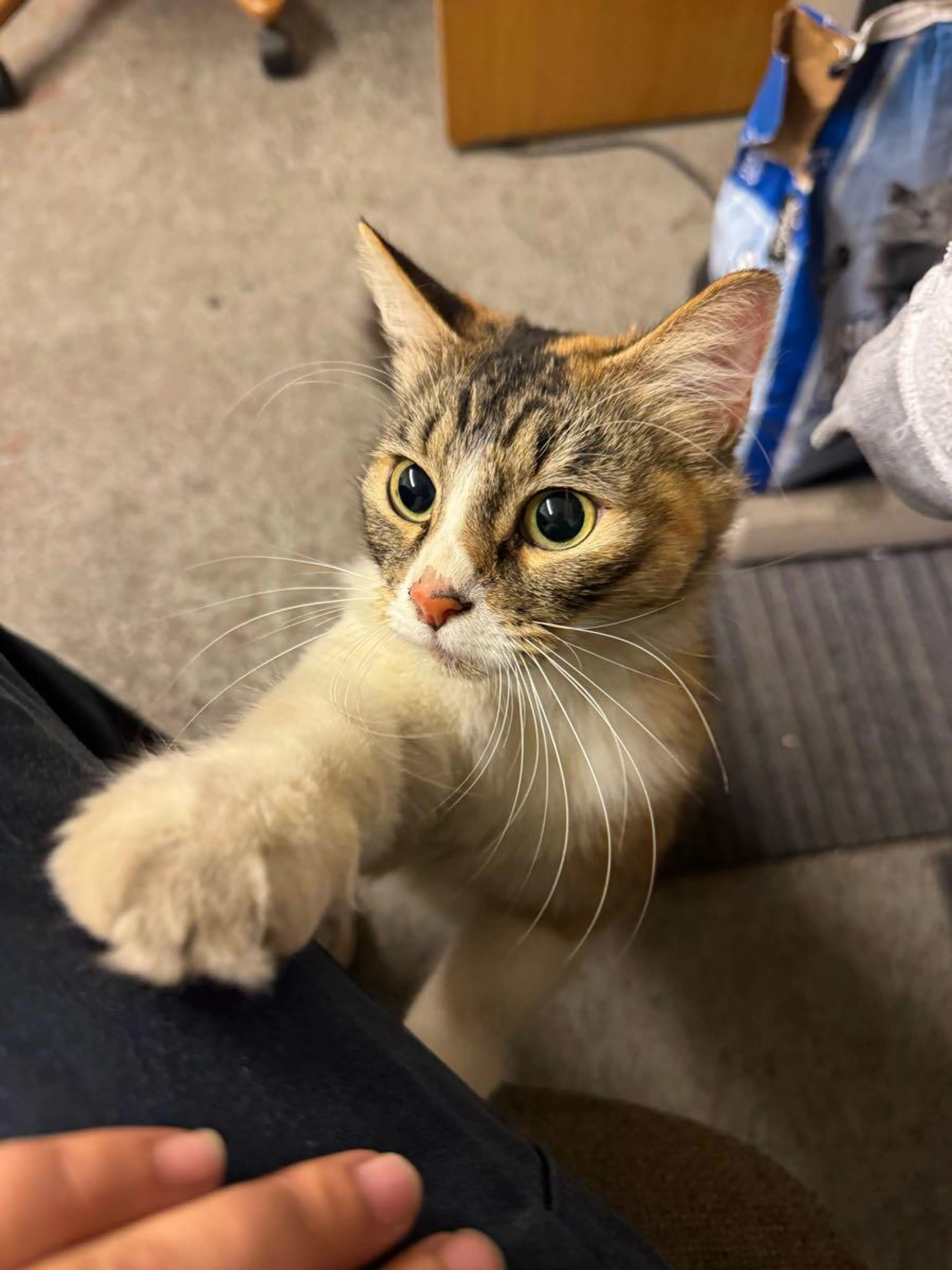 Found pet