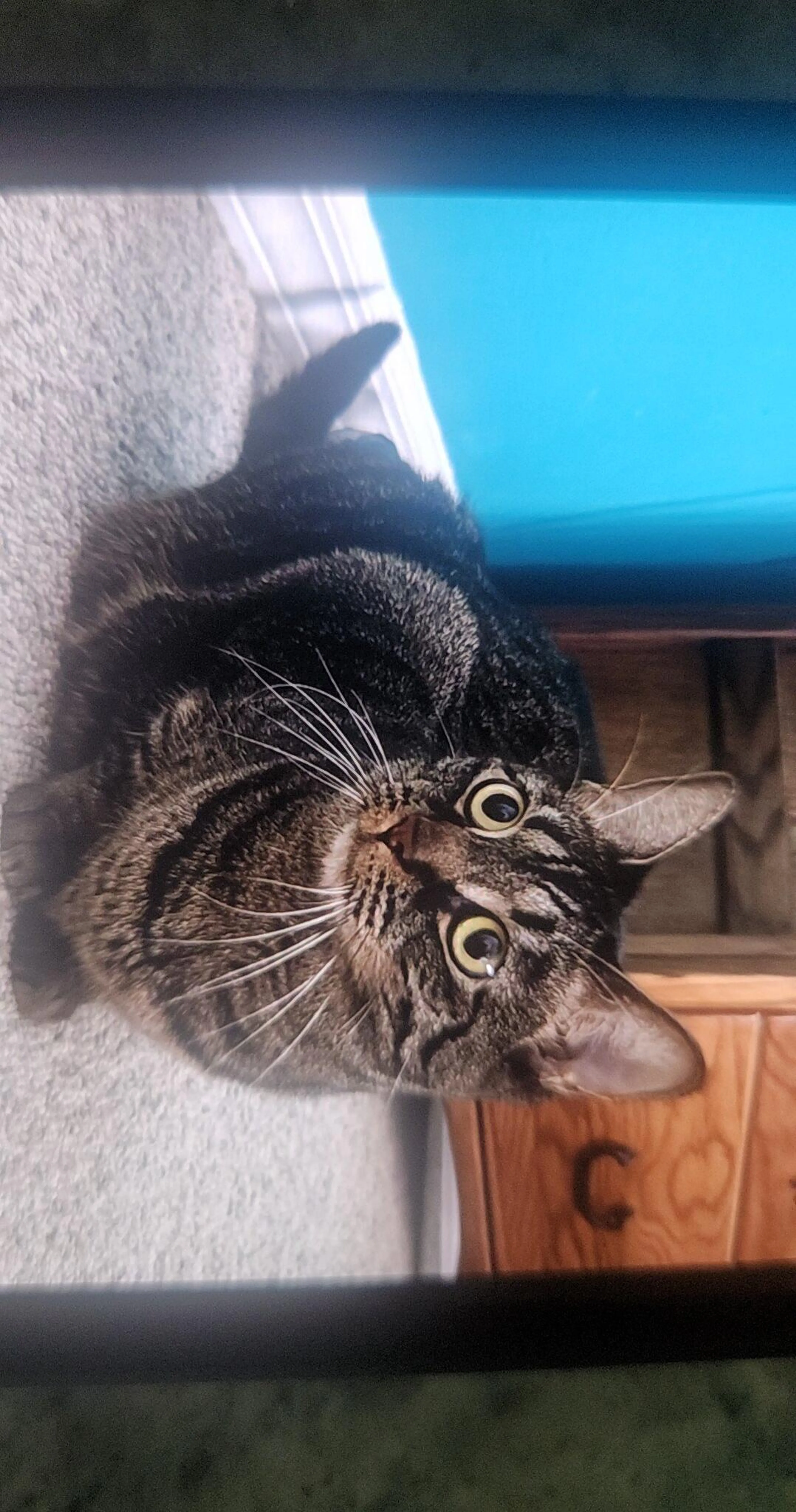 Lost pet