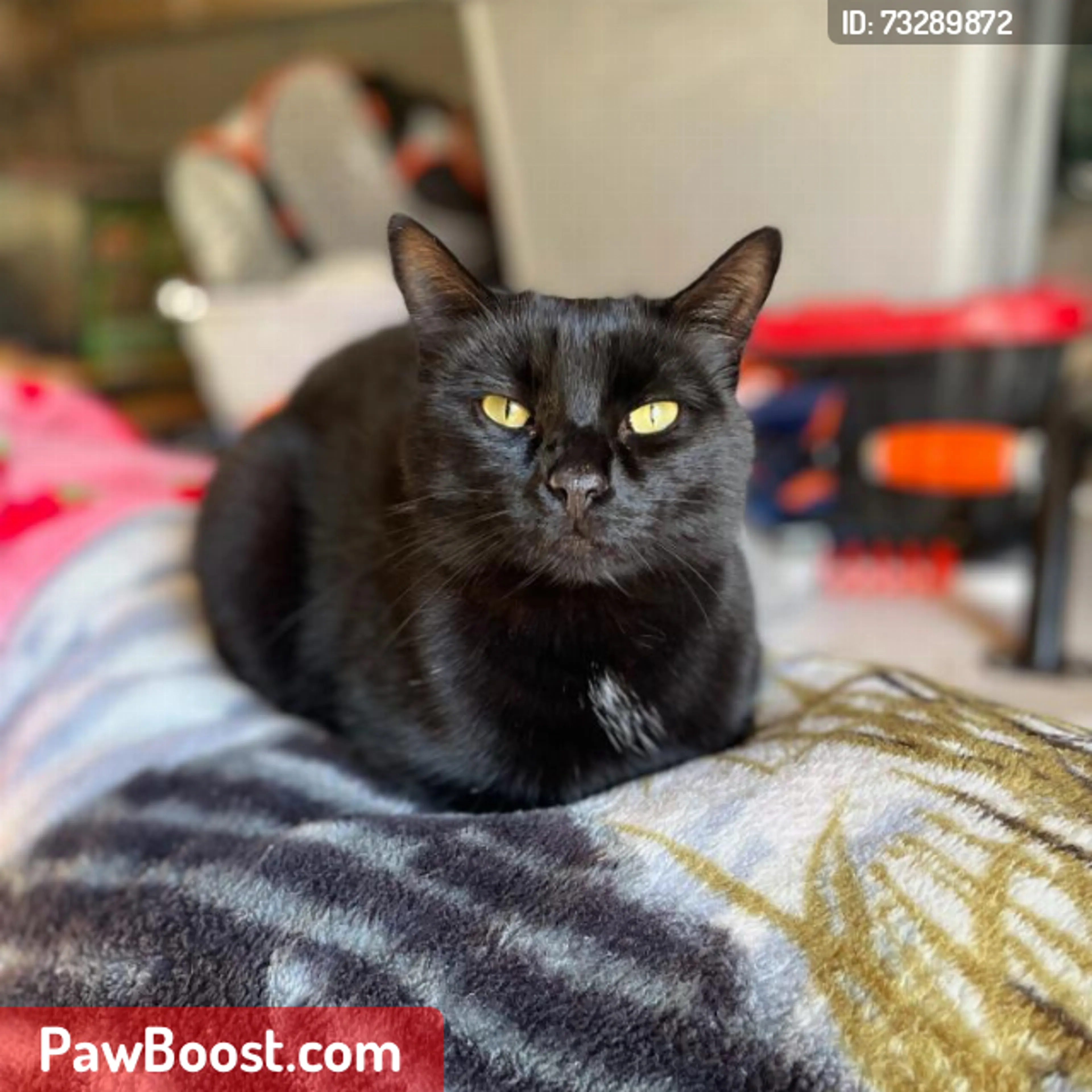 cdn image