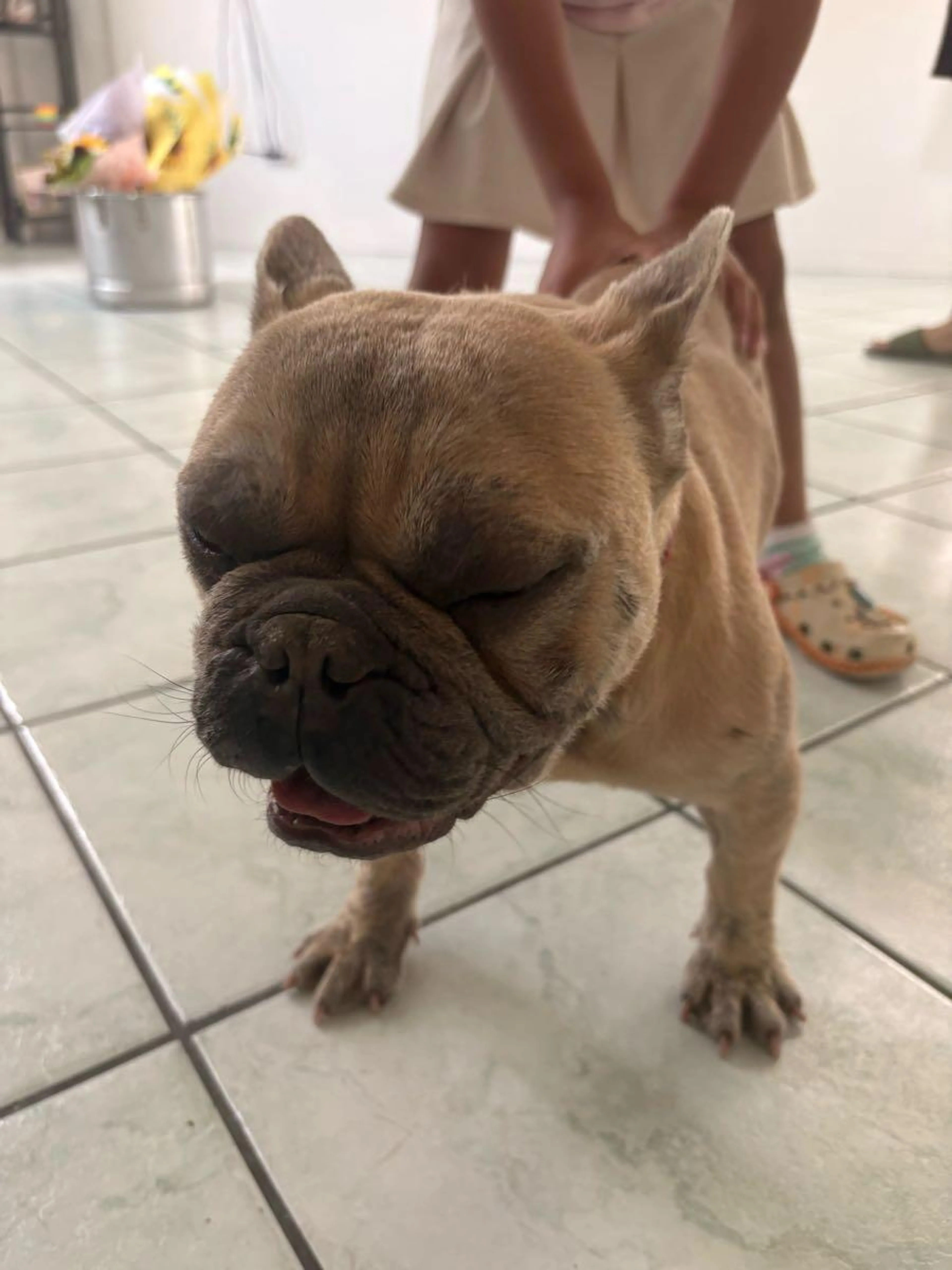 Found pet