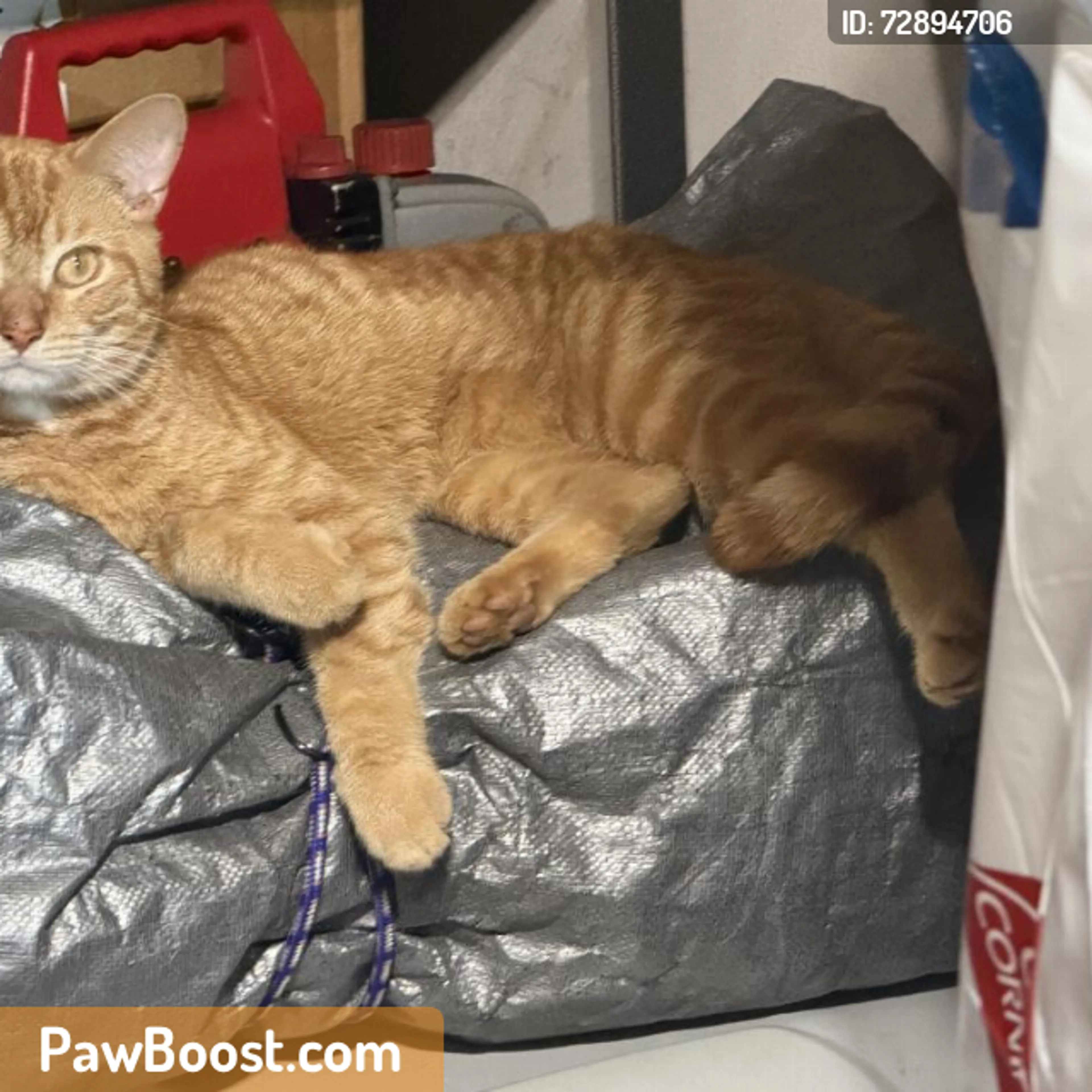 Found pet