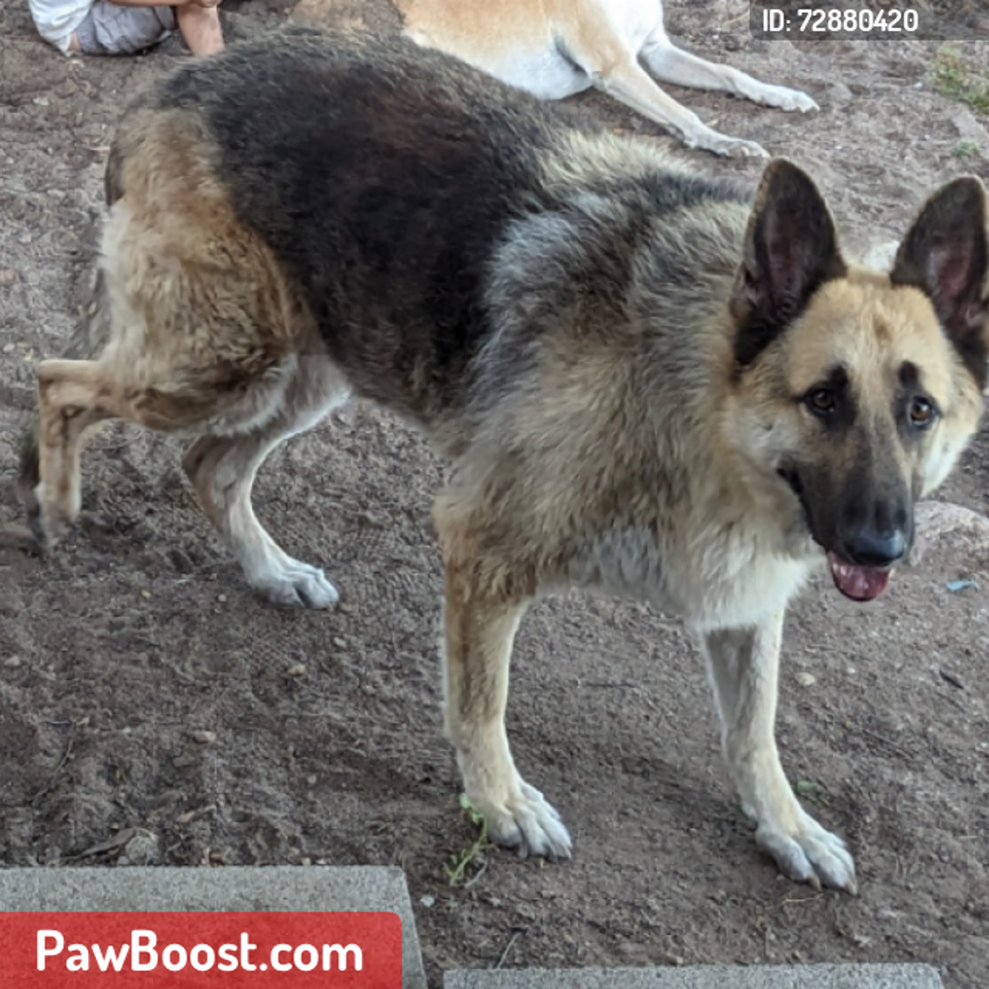 Lost pet