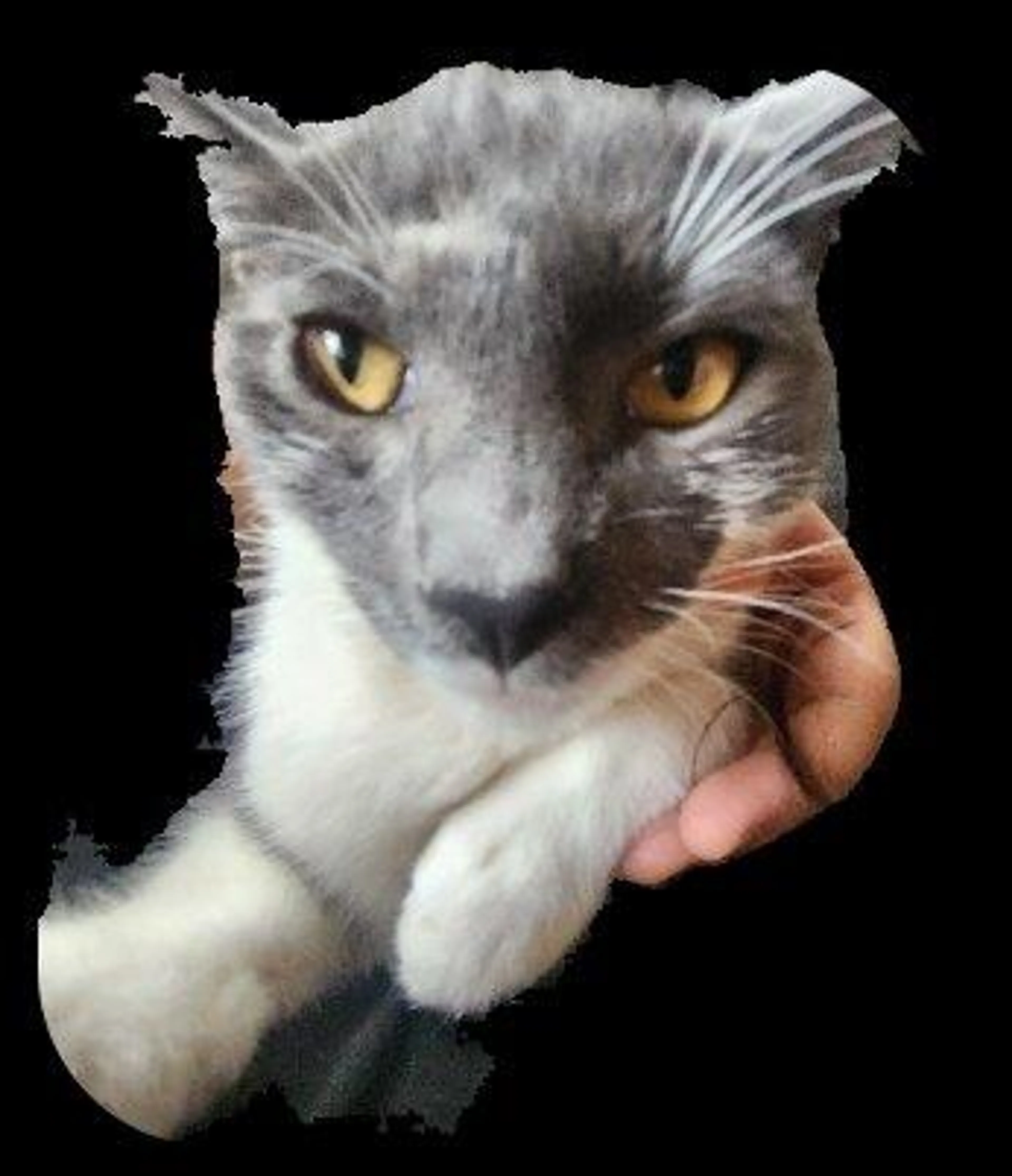 Lost pet