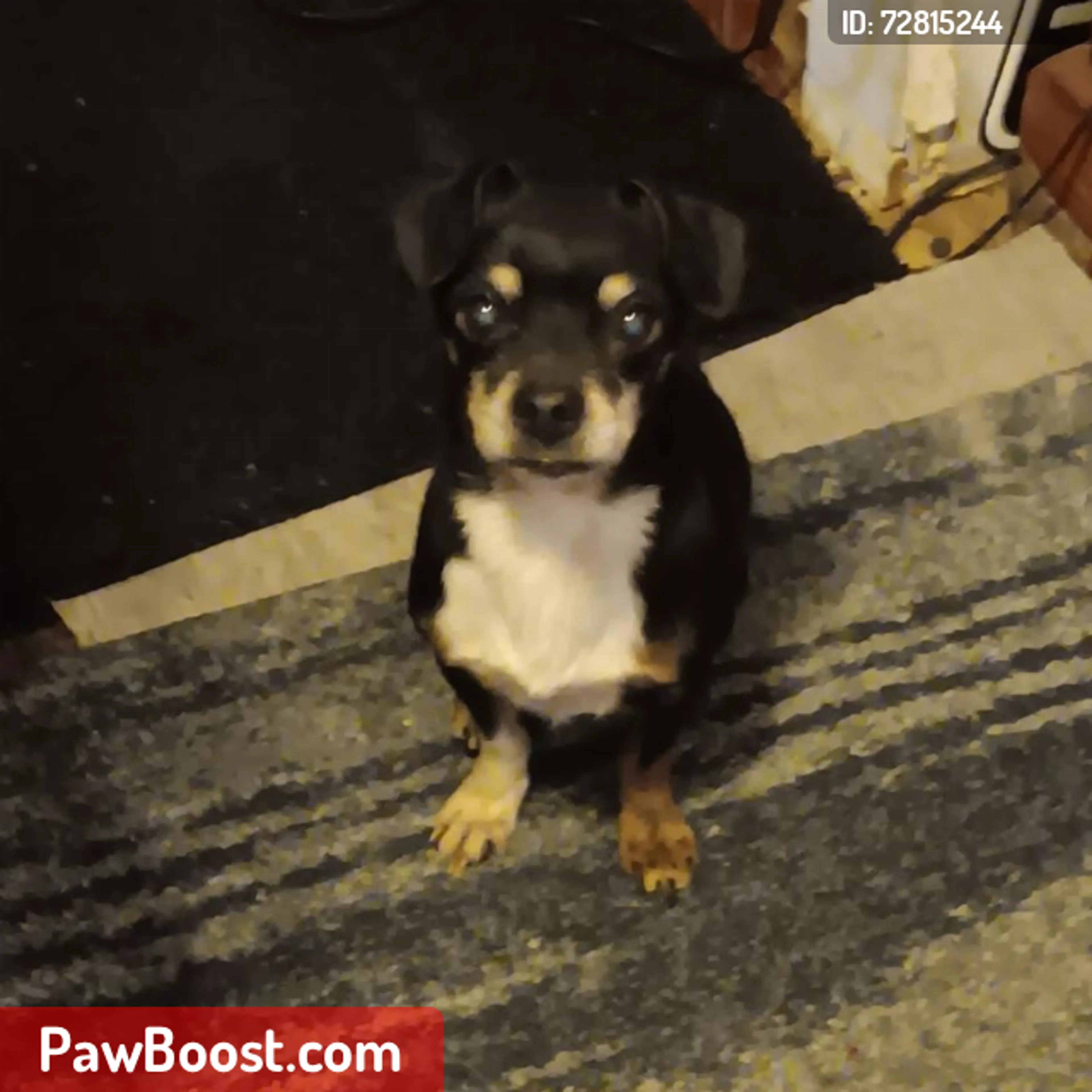 Lost pet