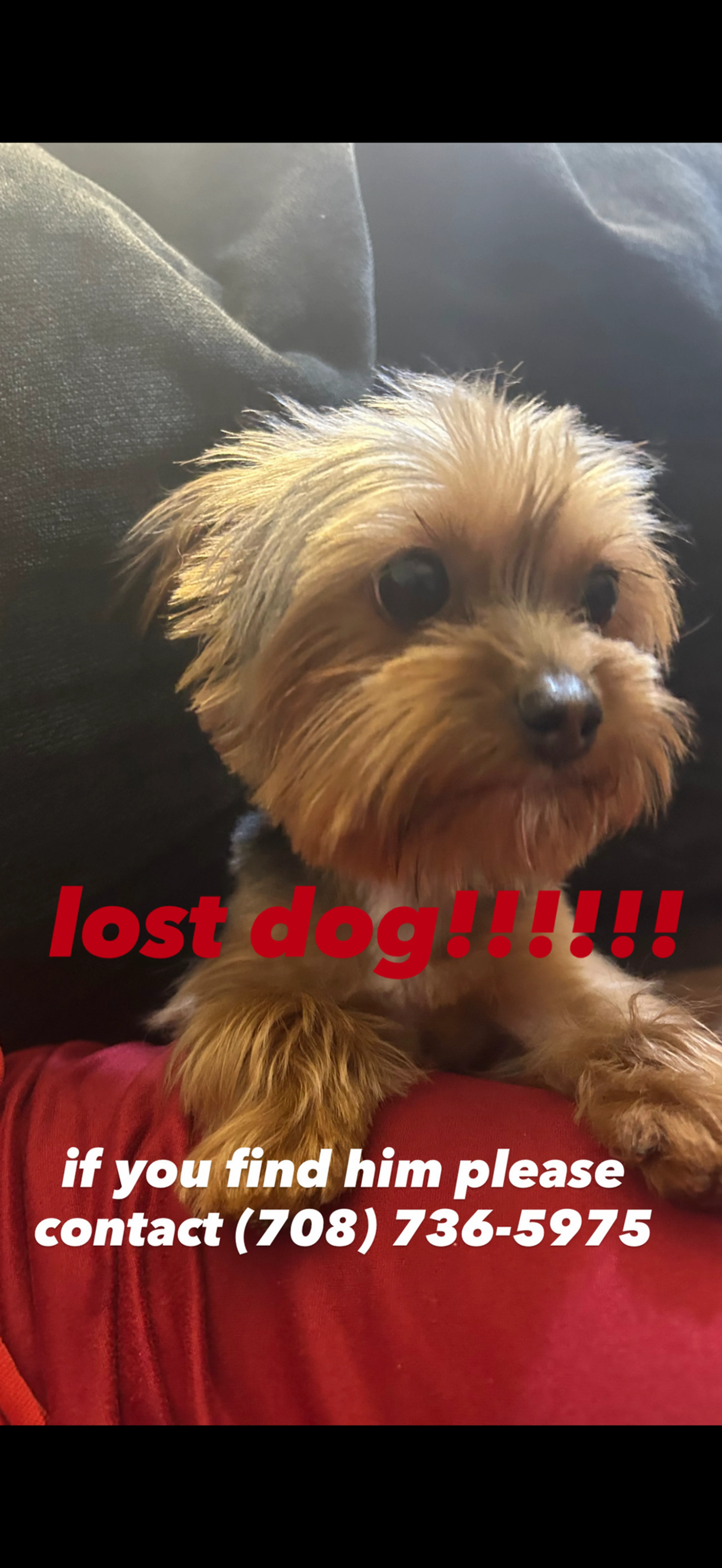Lost pet