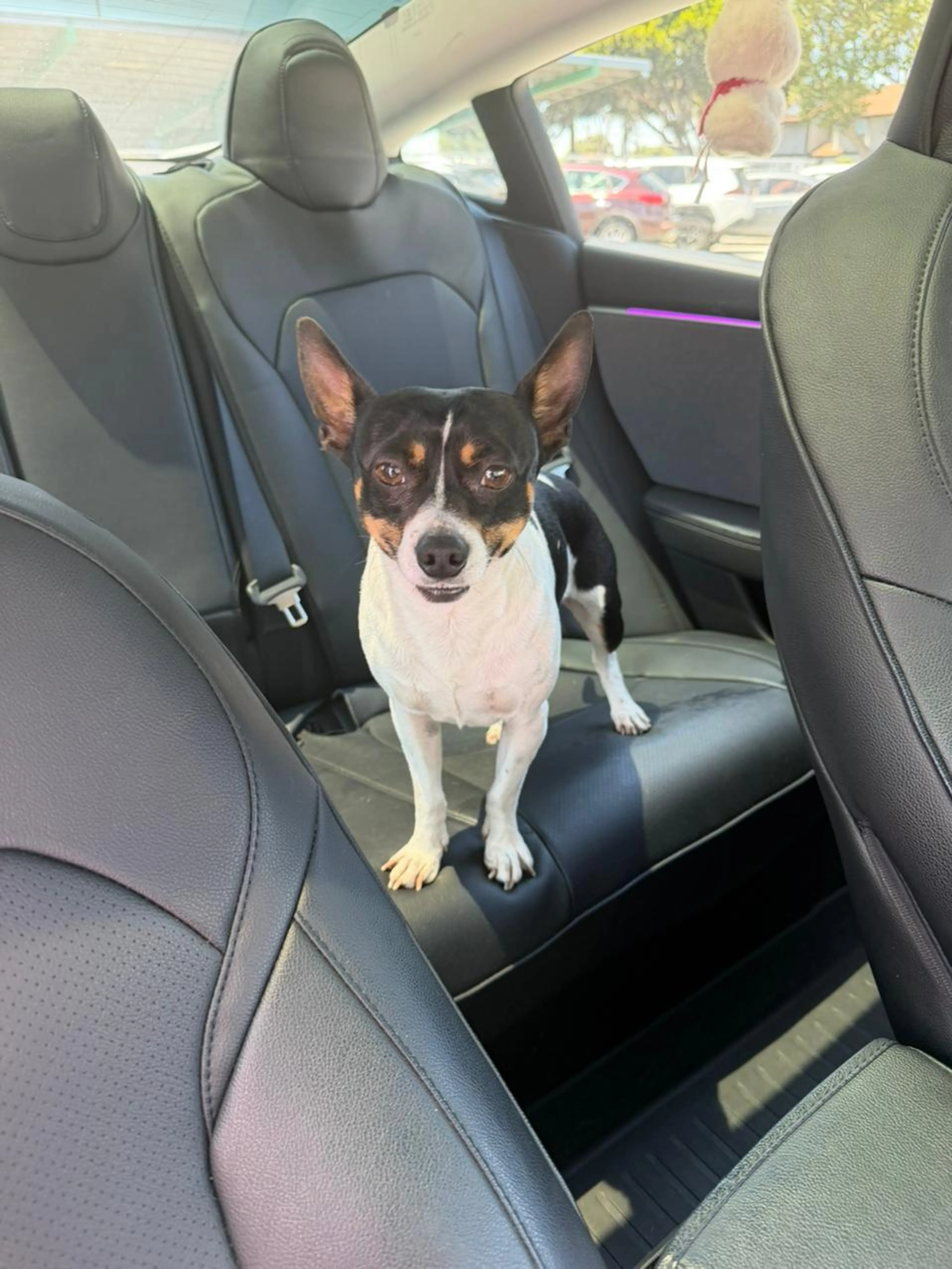 Found pet