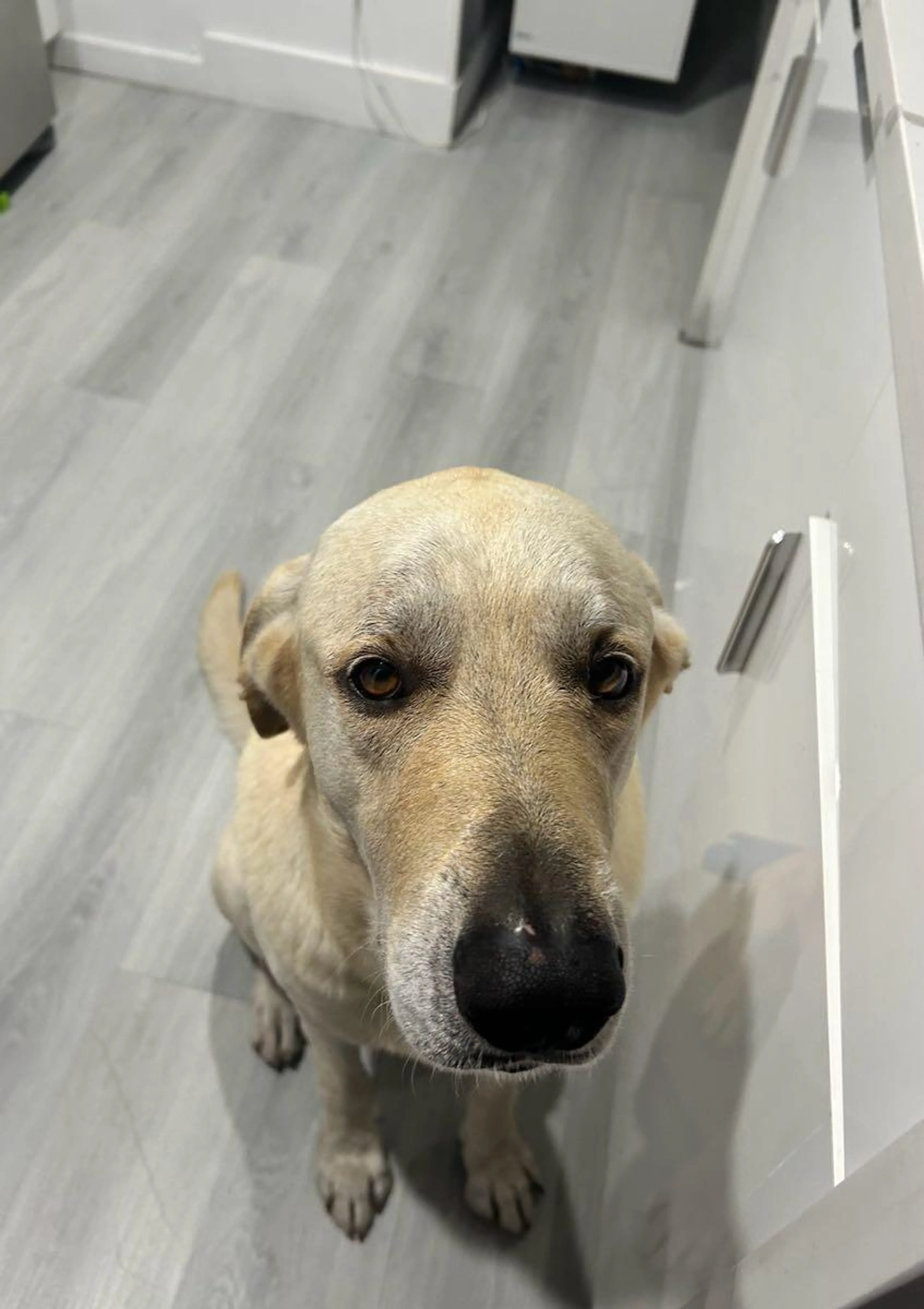 Lost pet