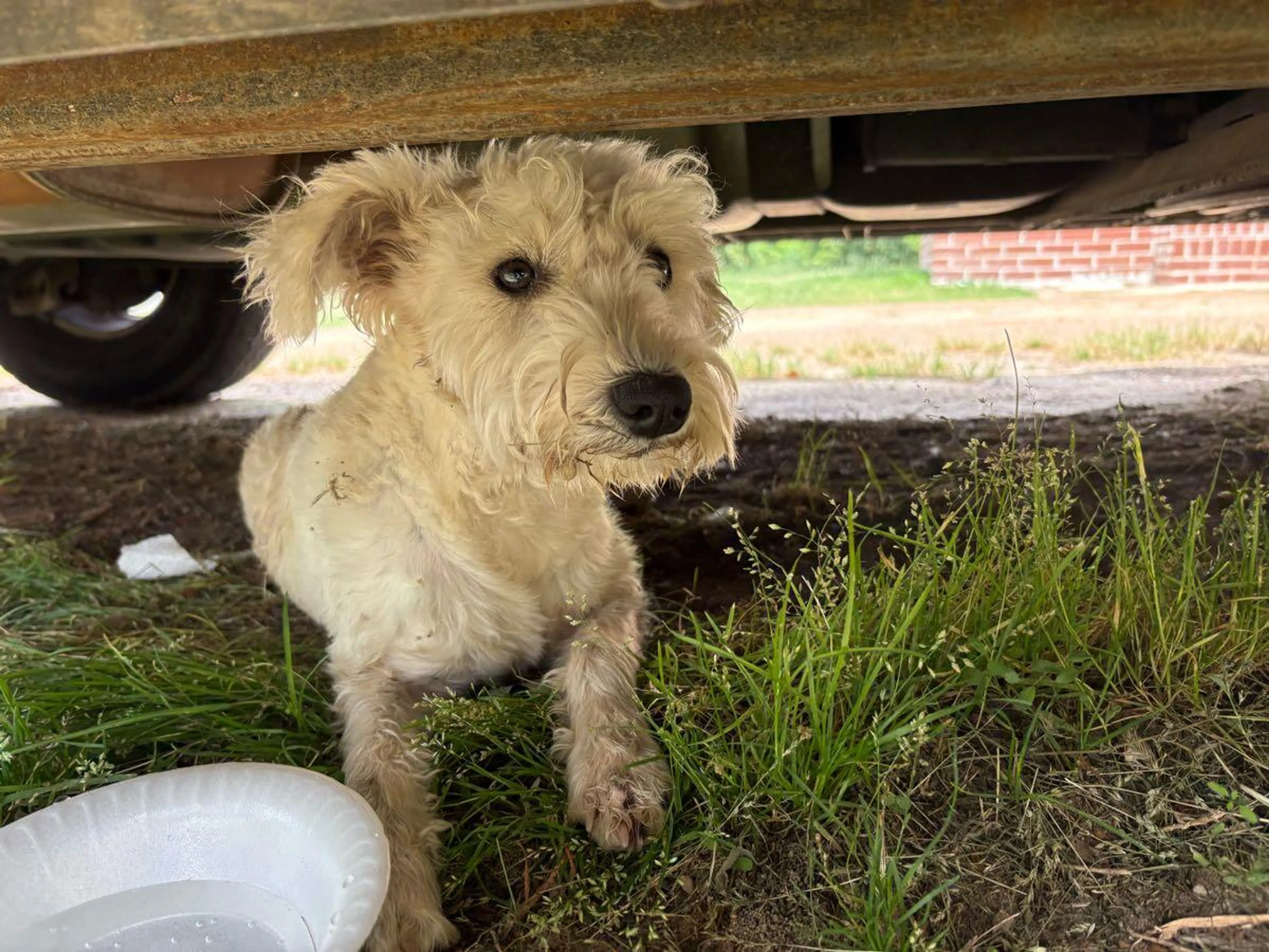 Found pet