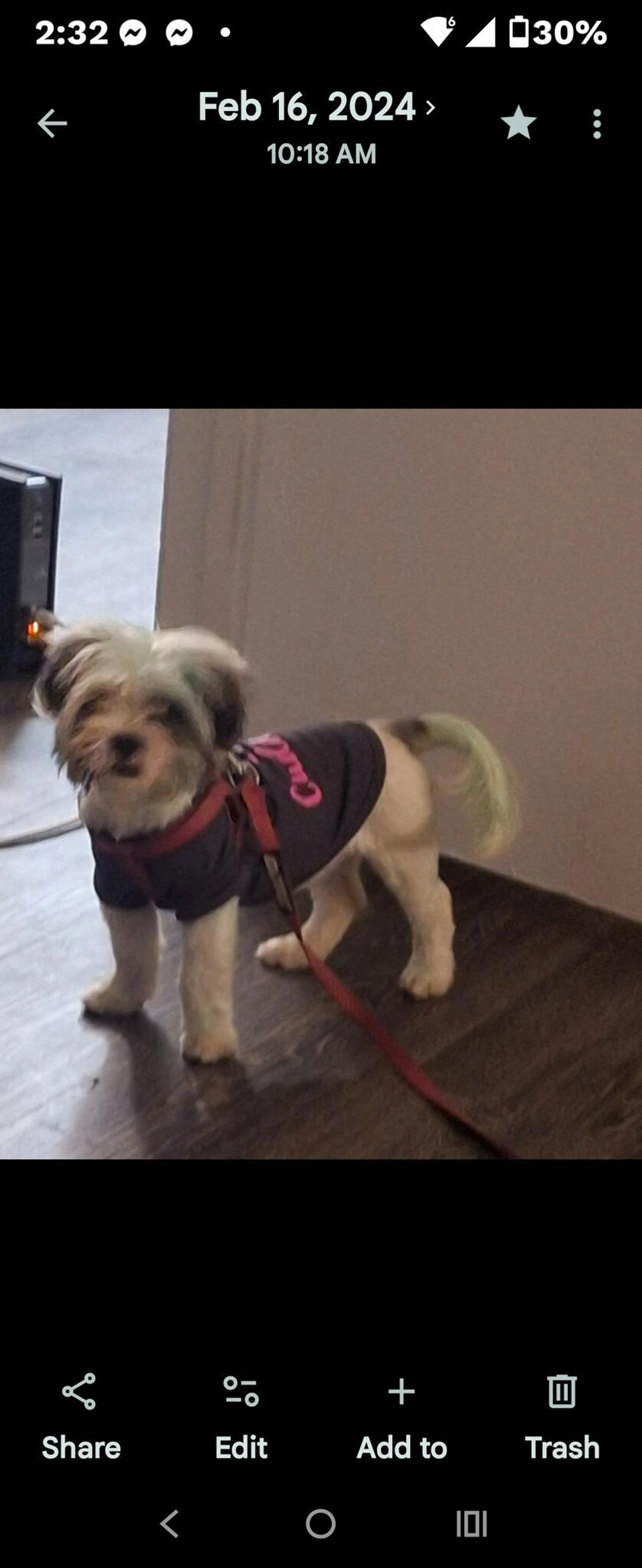 Lost pet