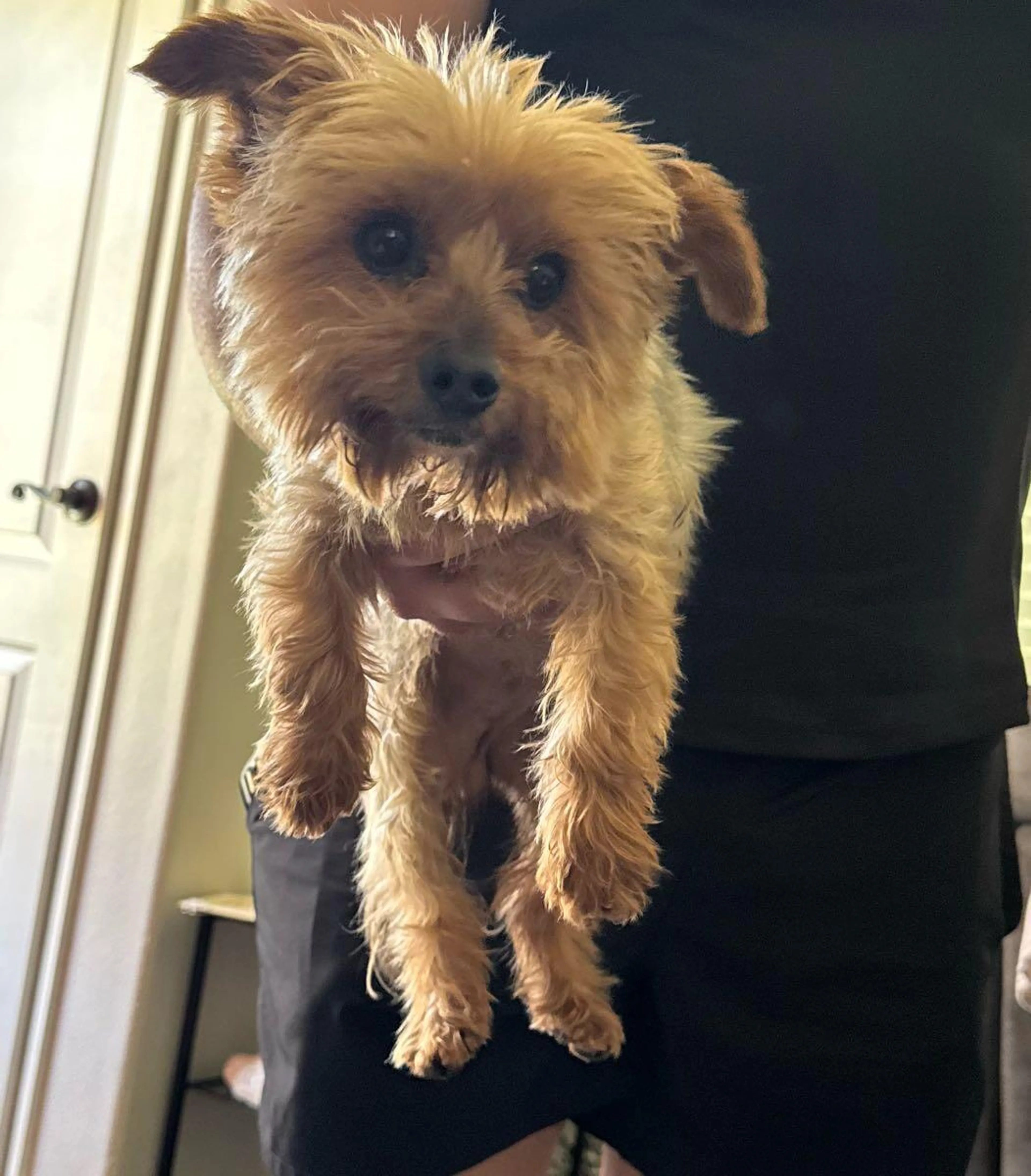 Found pet