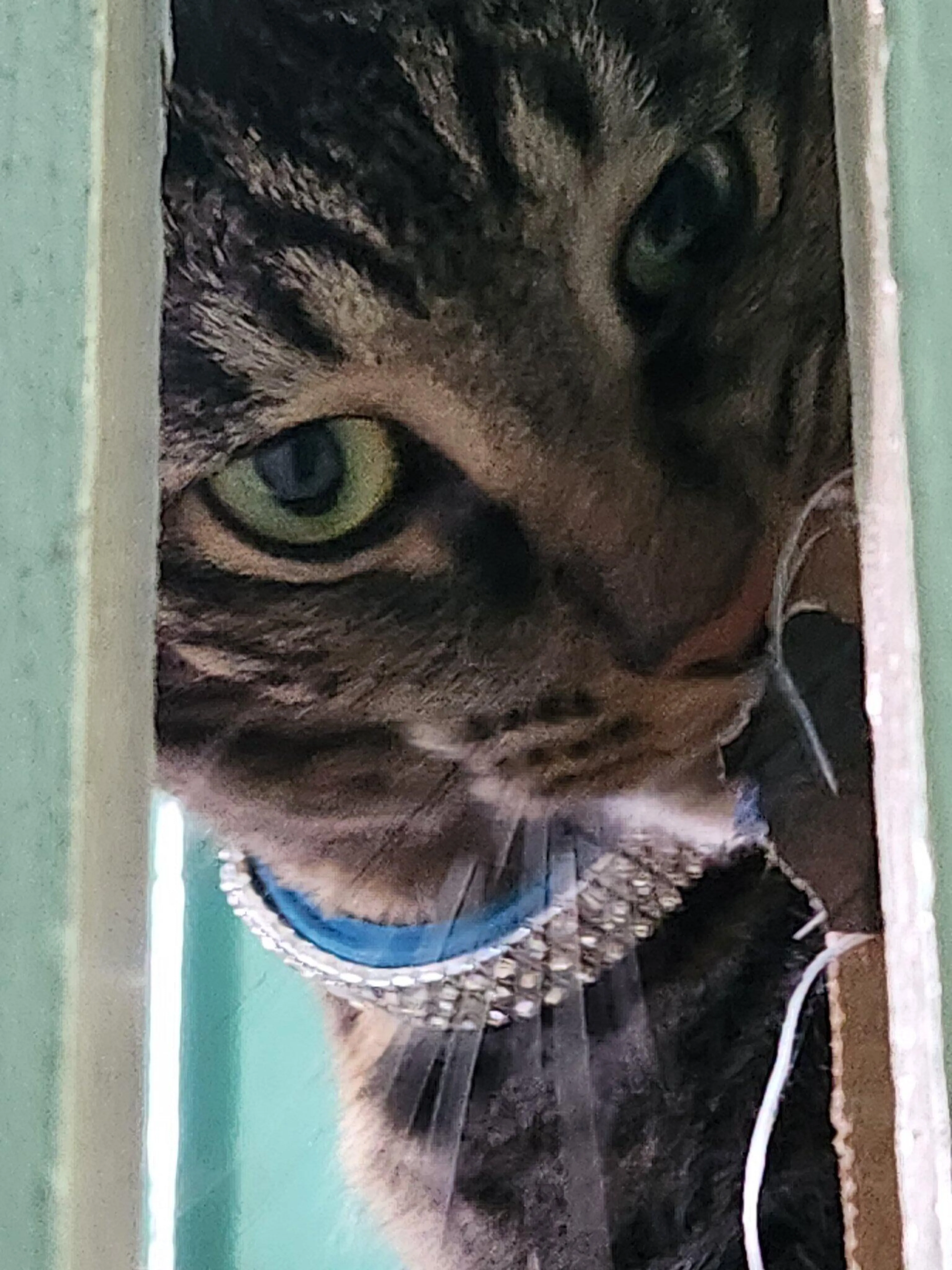 Lost pet
