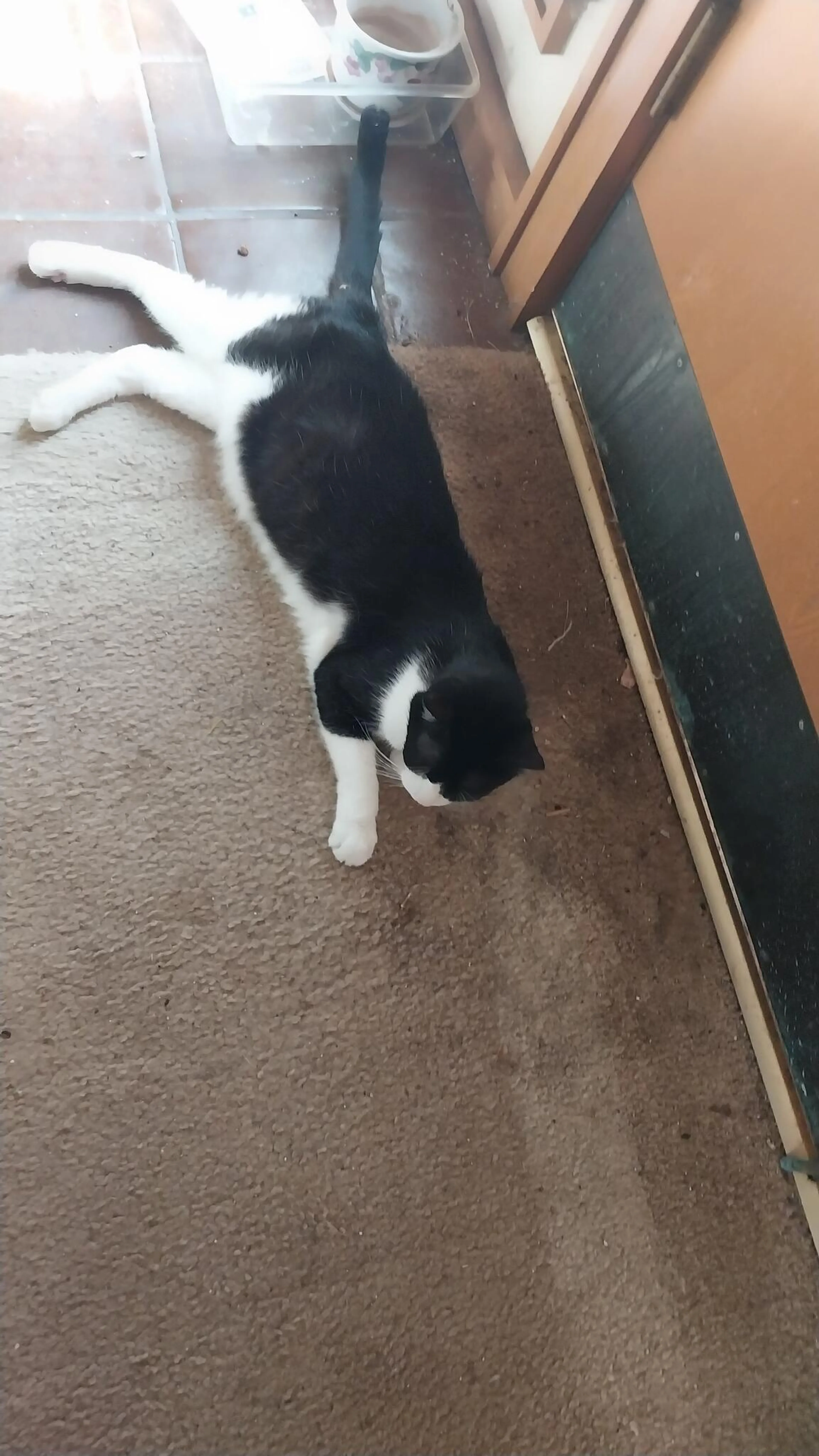 Lost pet