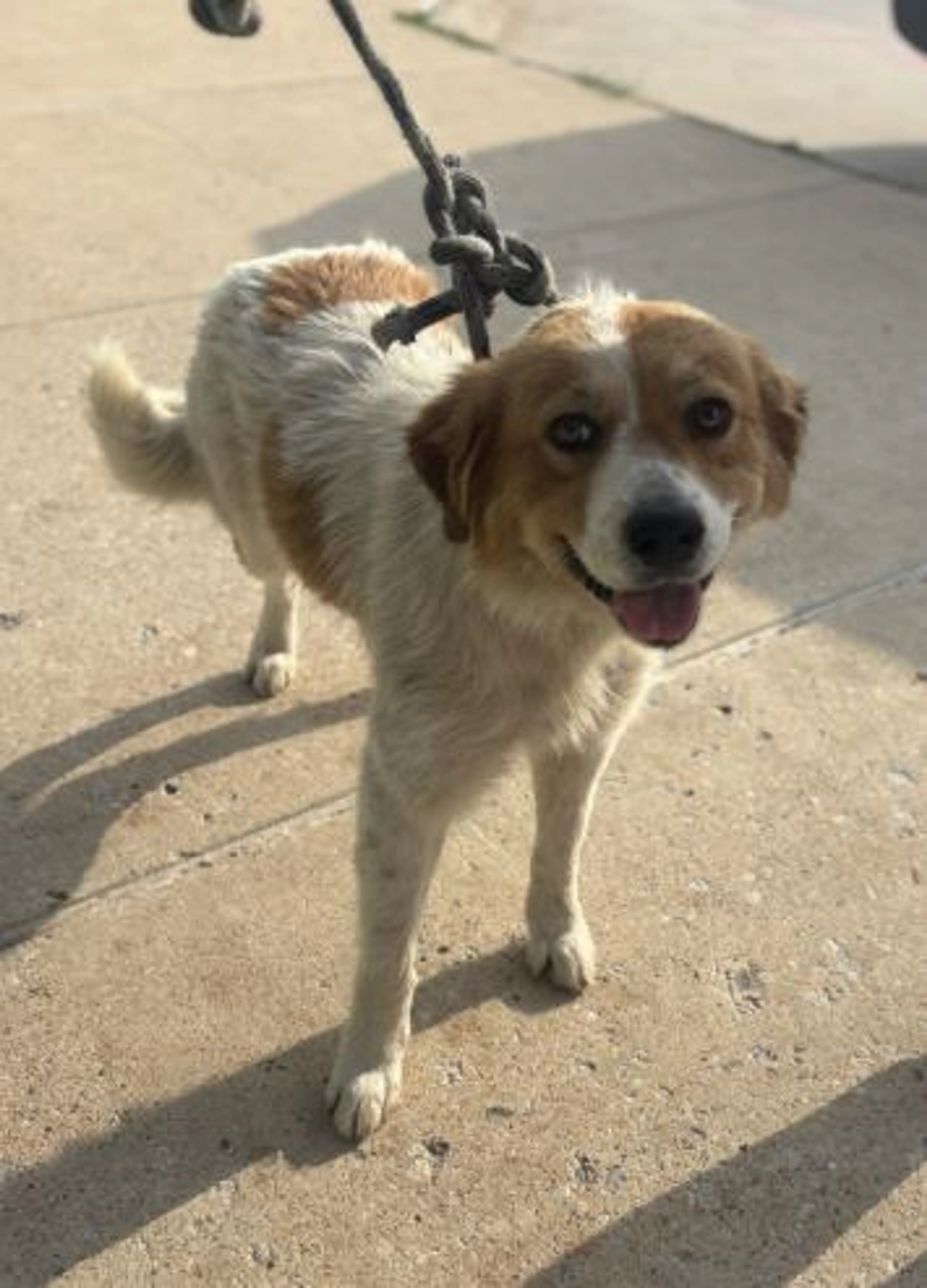 Found pet