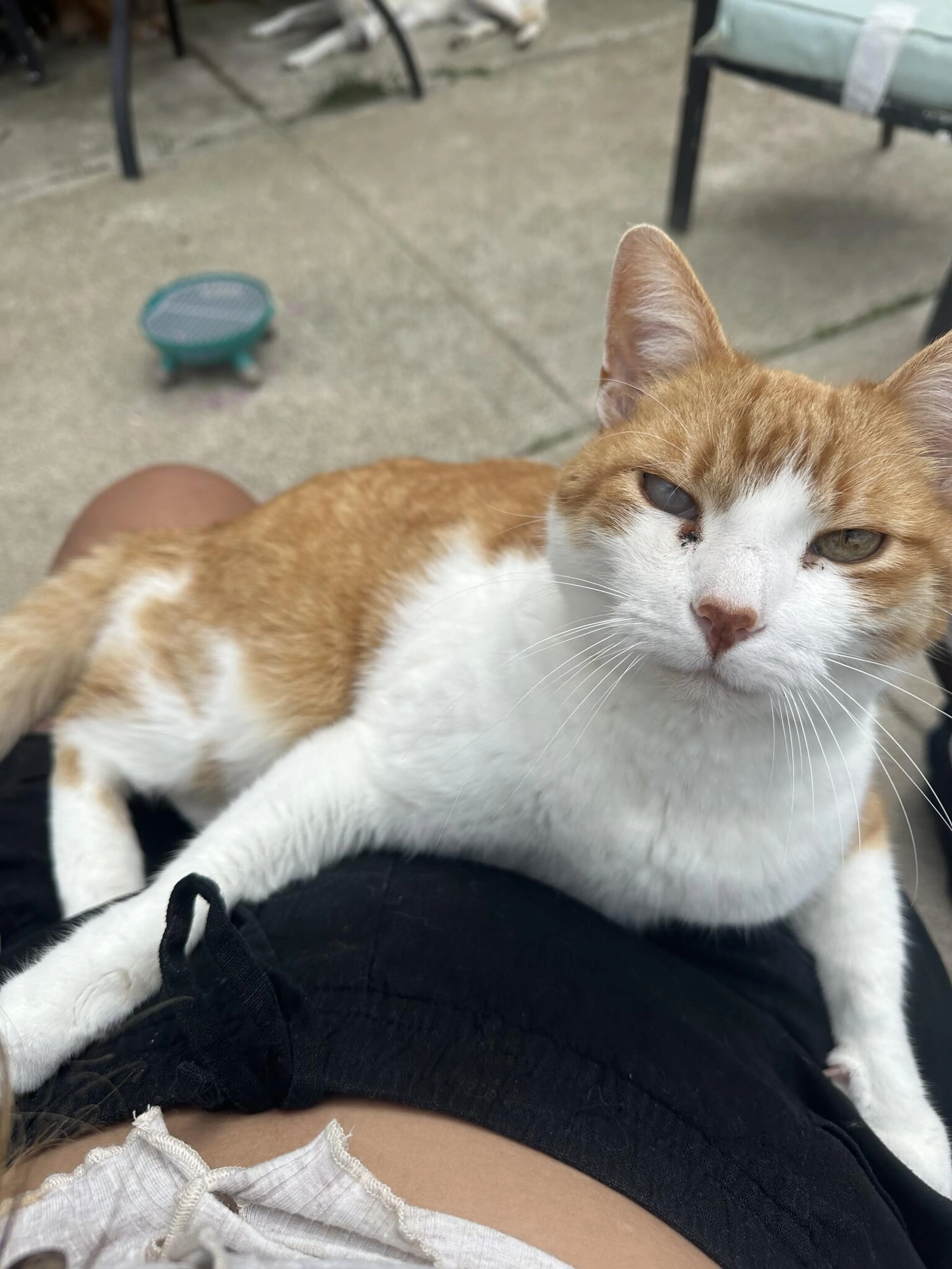 Lost pet