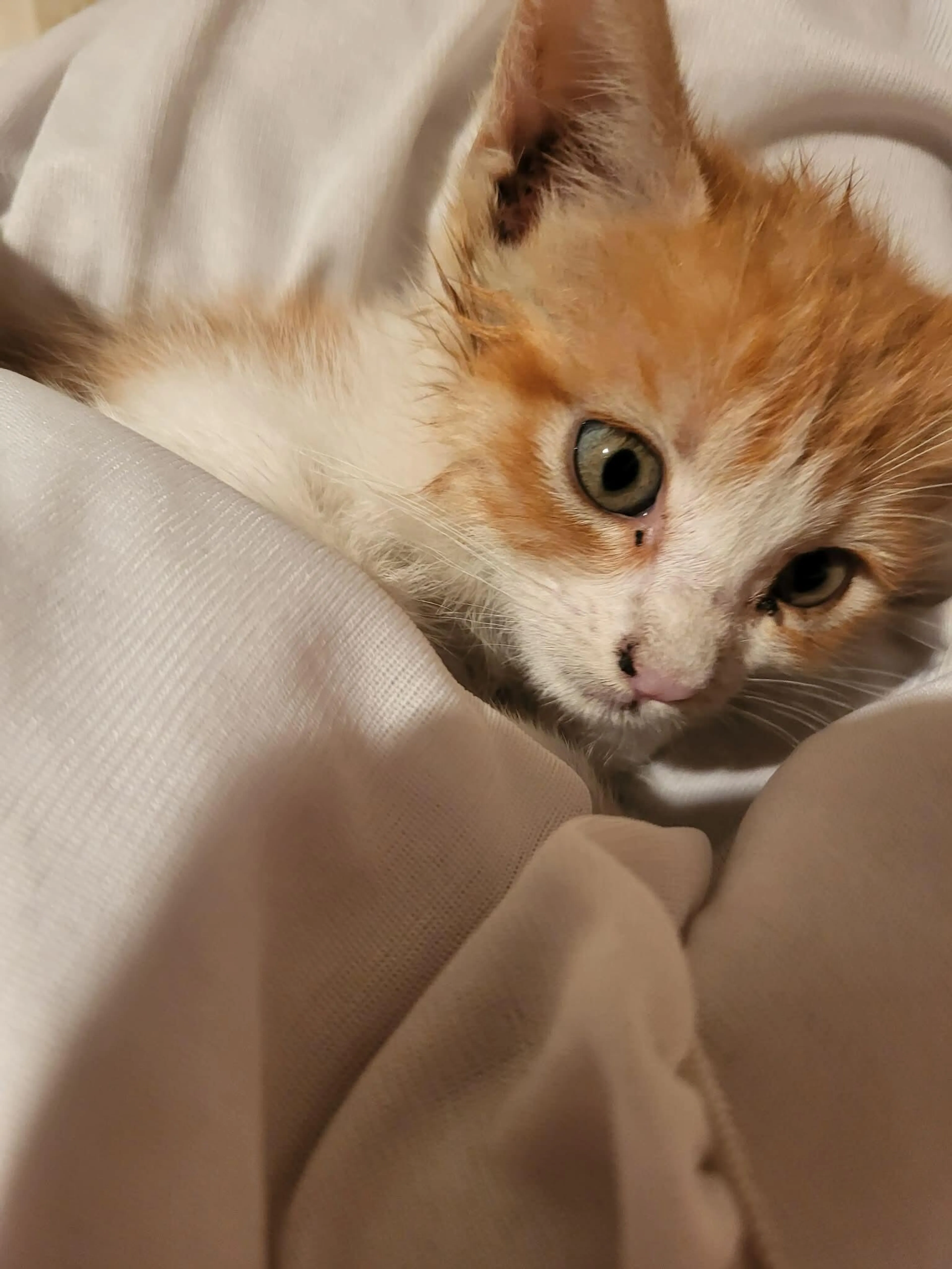 Found pet