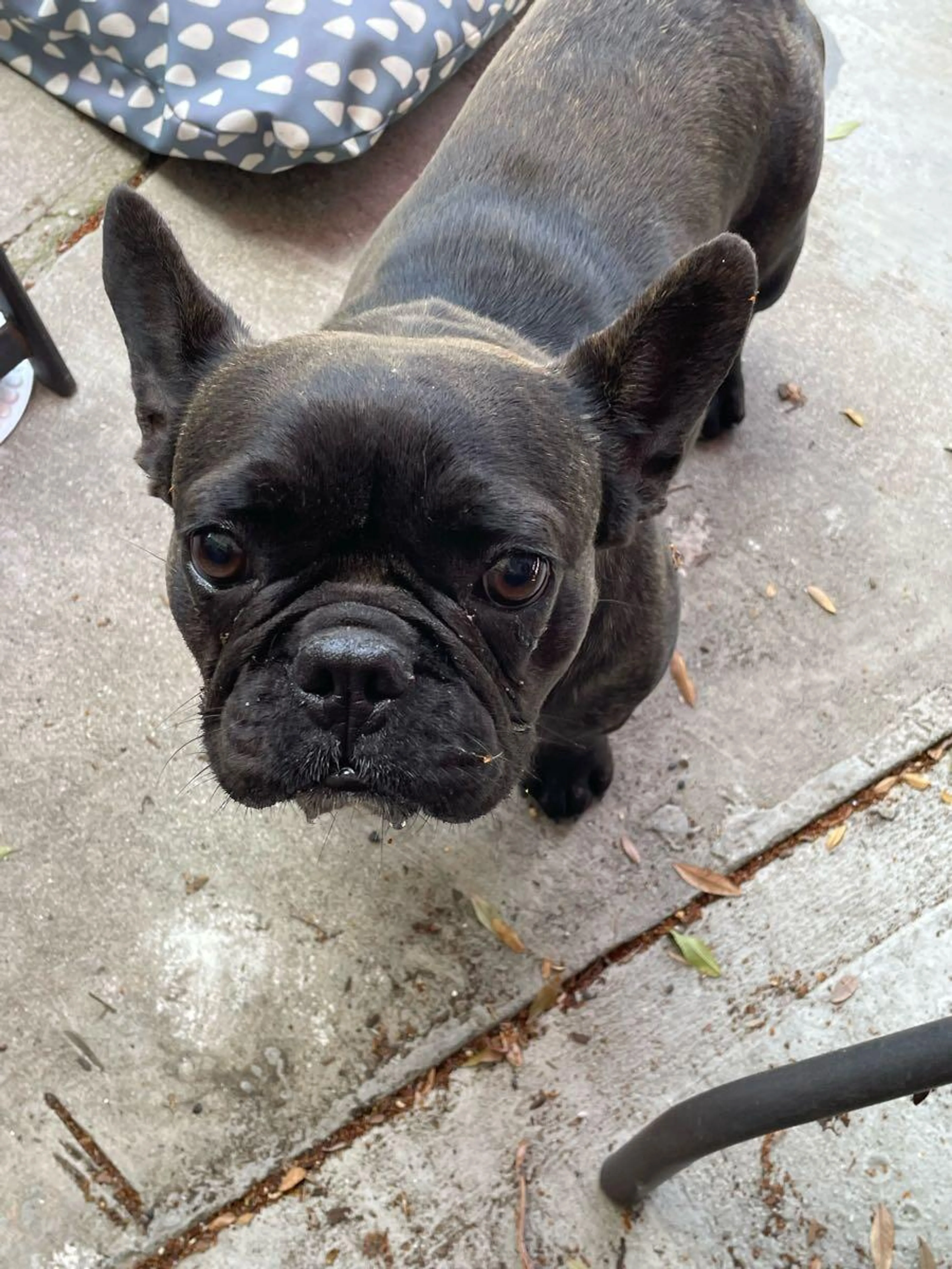Found pet