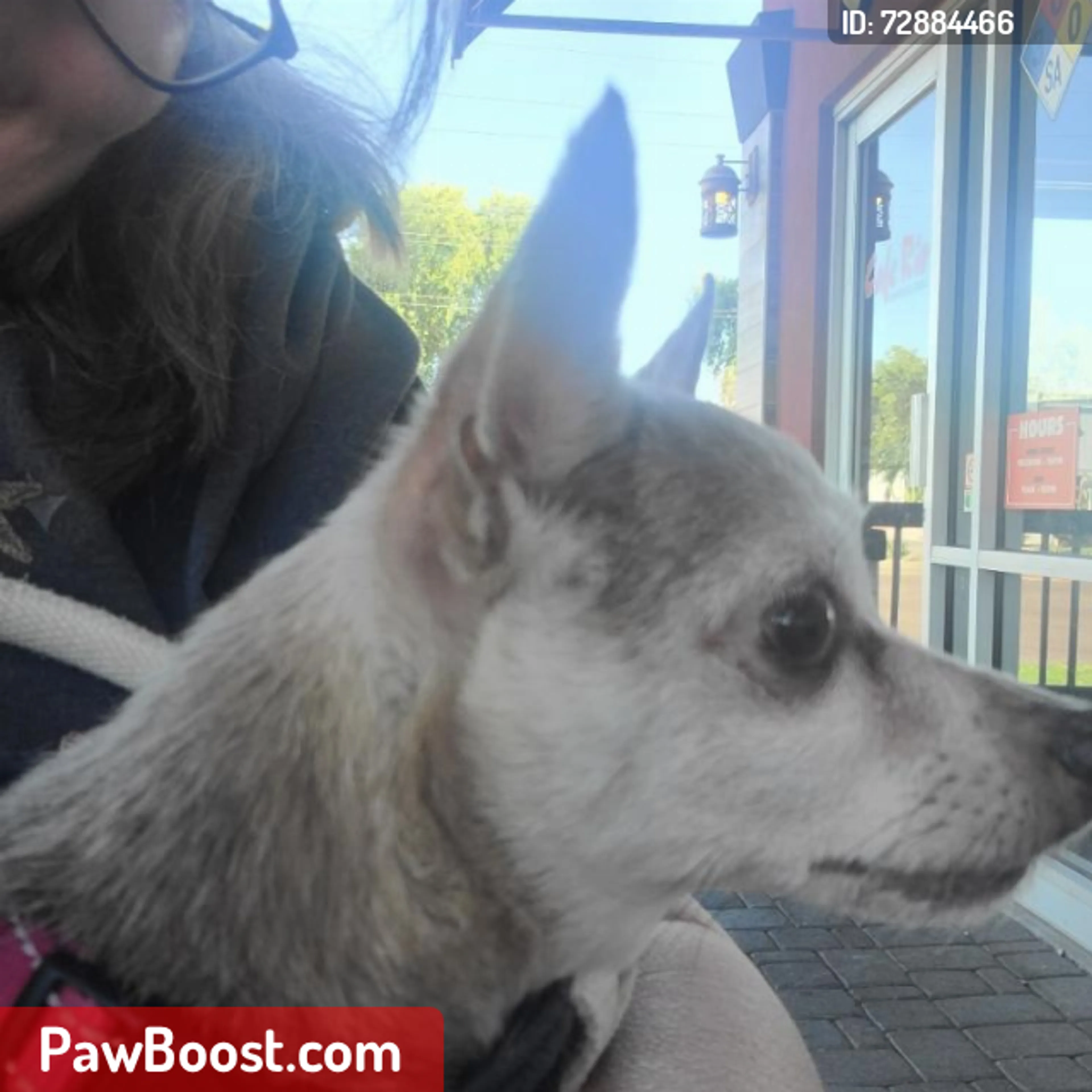 Lost pet