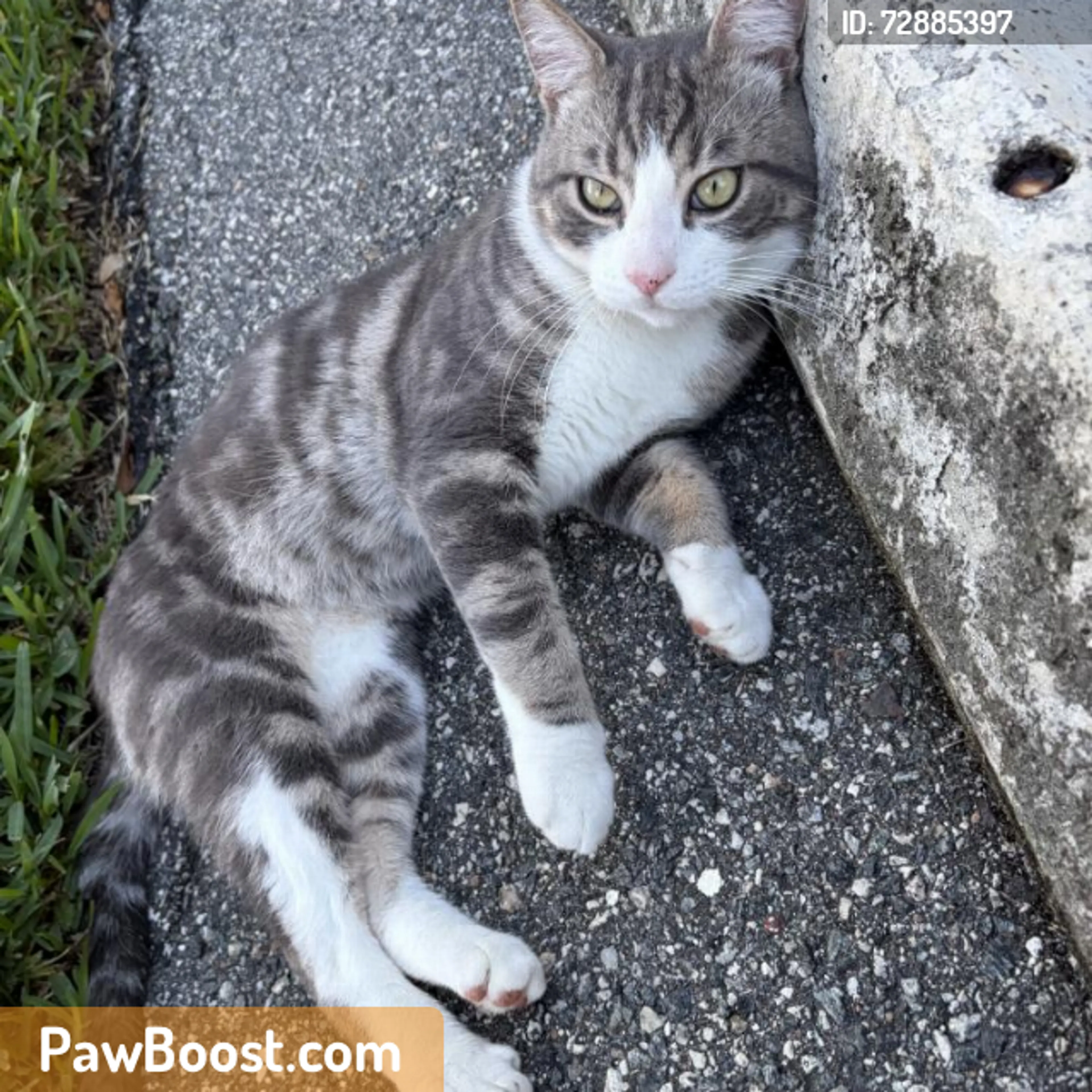 Found pet