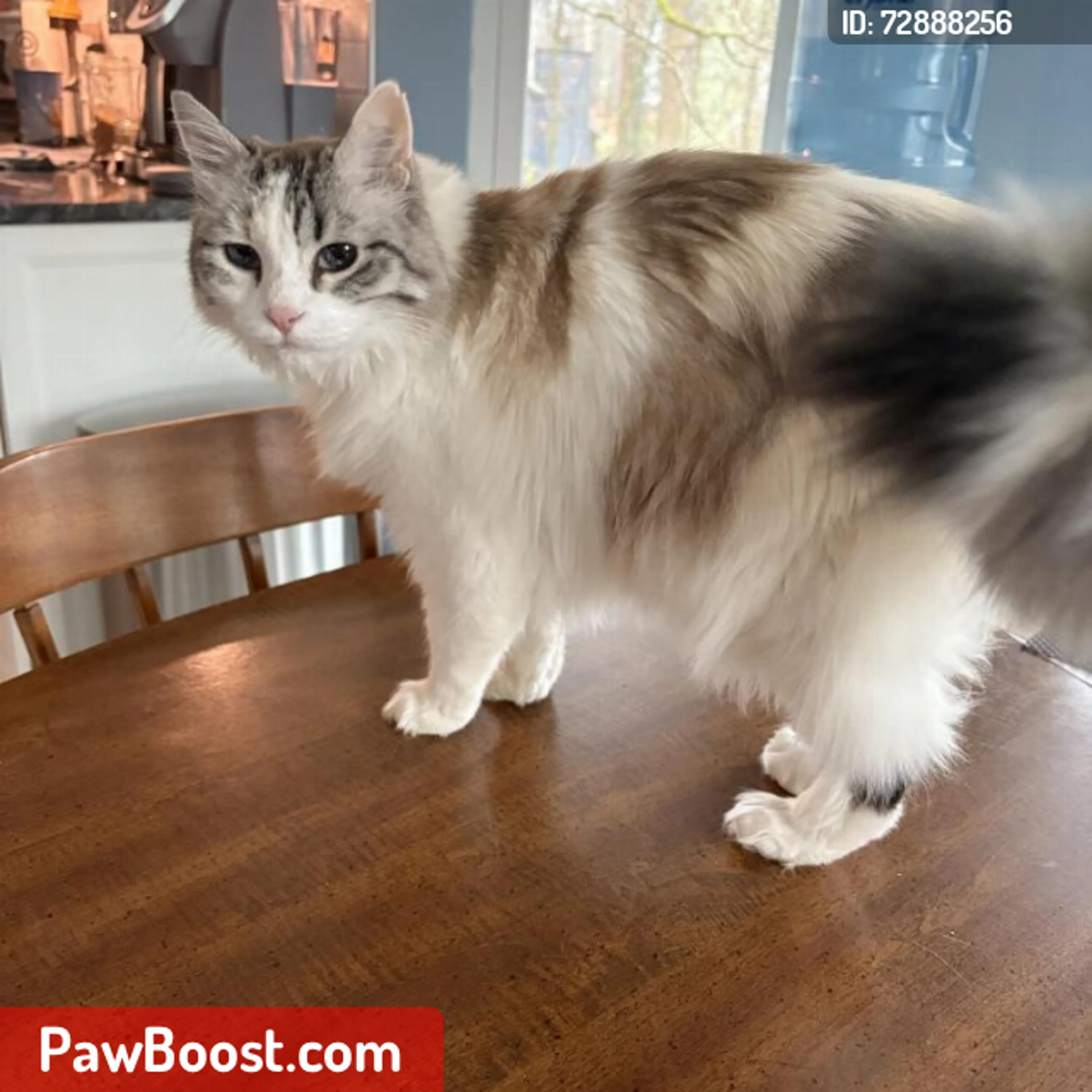 Lost pet