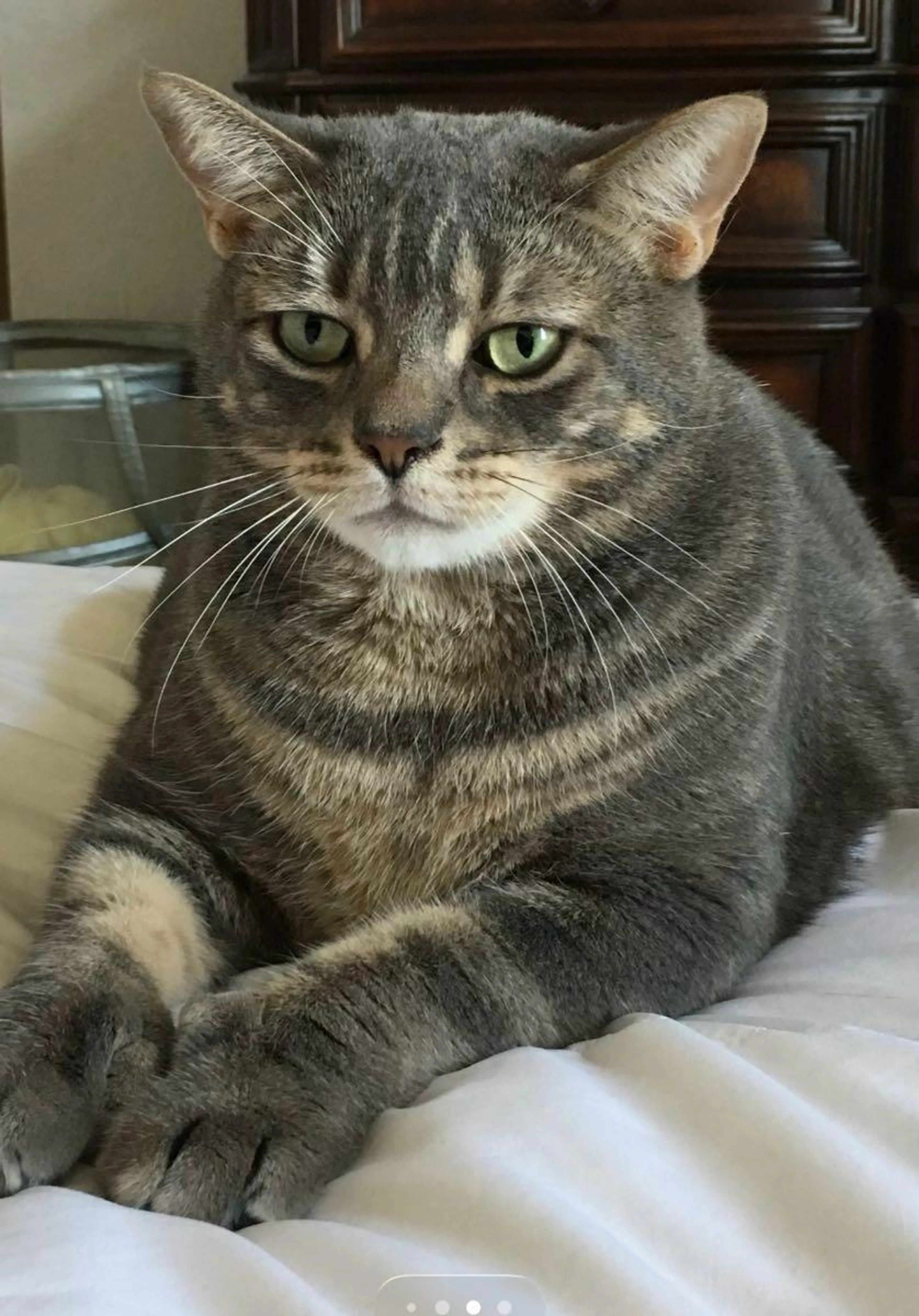Lost pet
