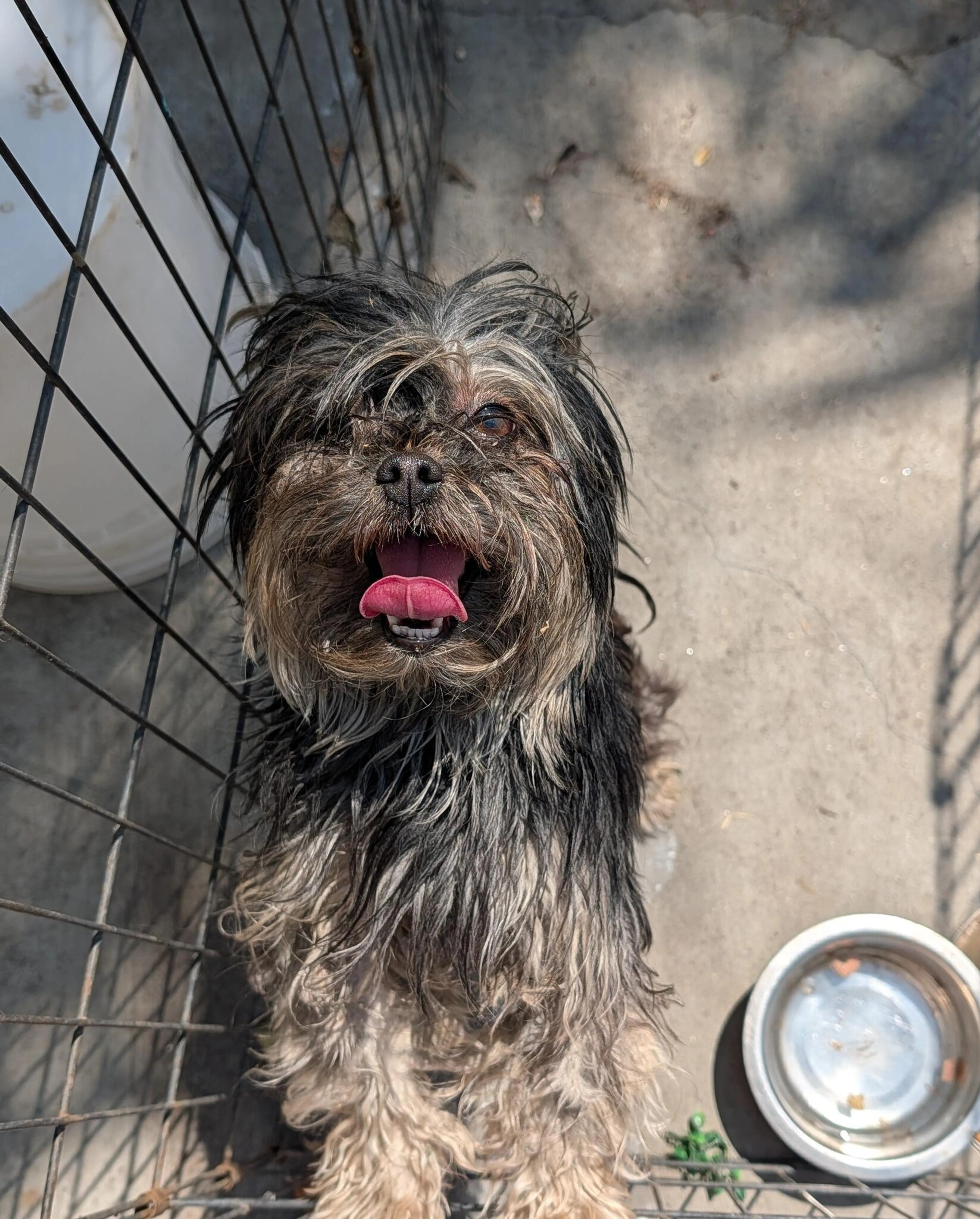 Found pet