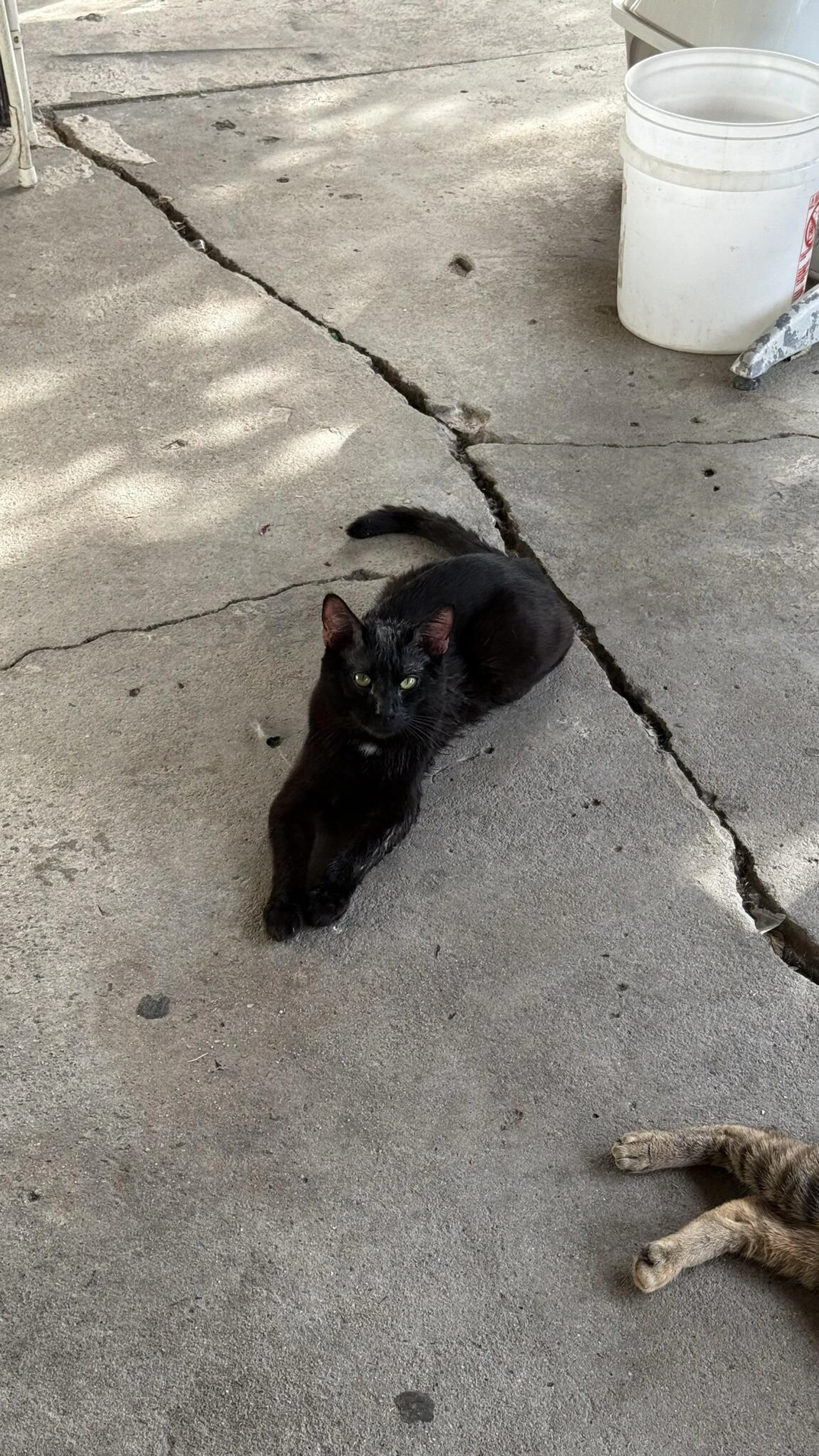 Lost pet