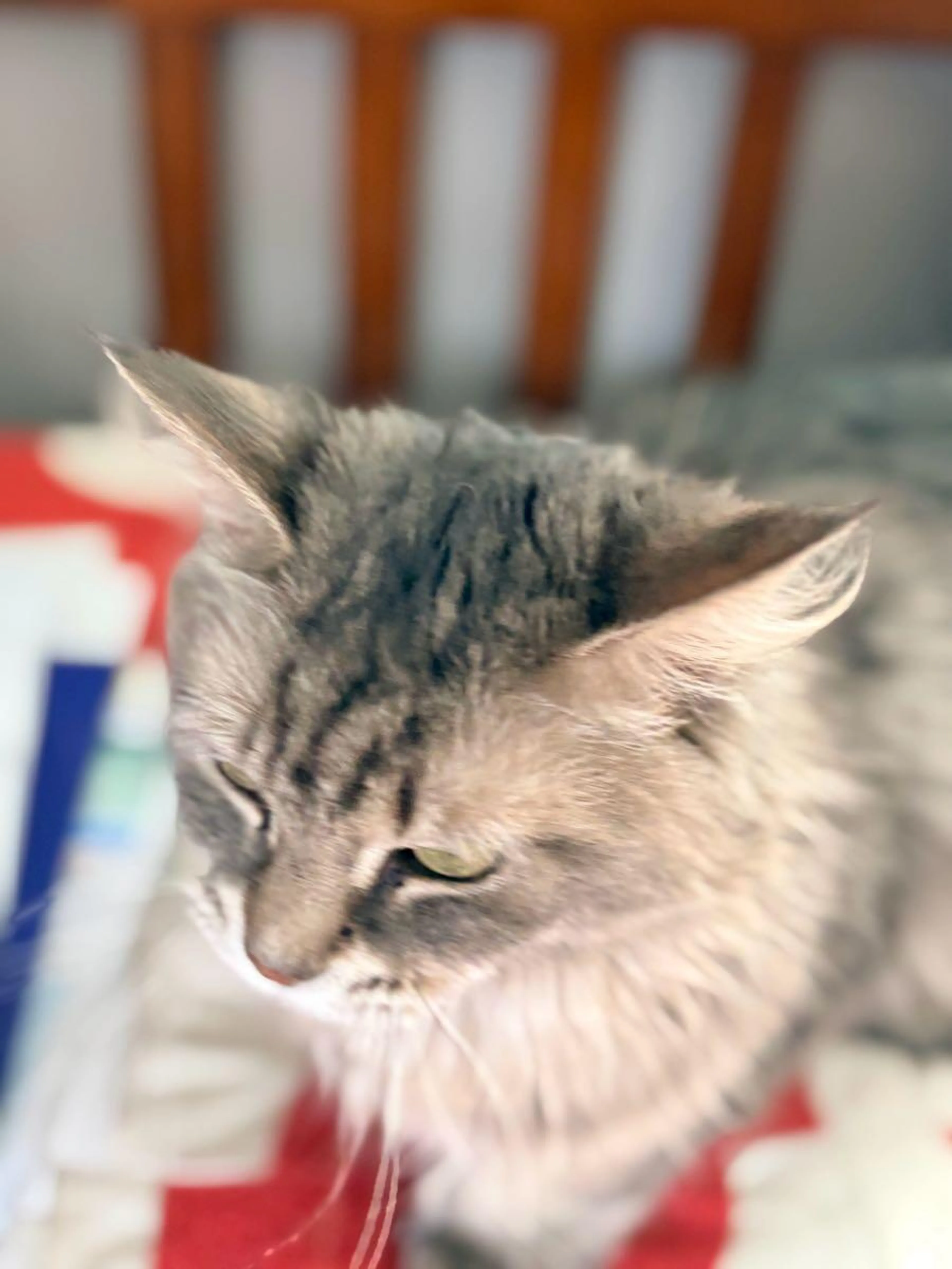 Lost pet