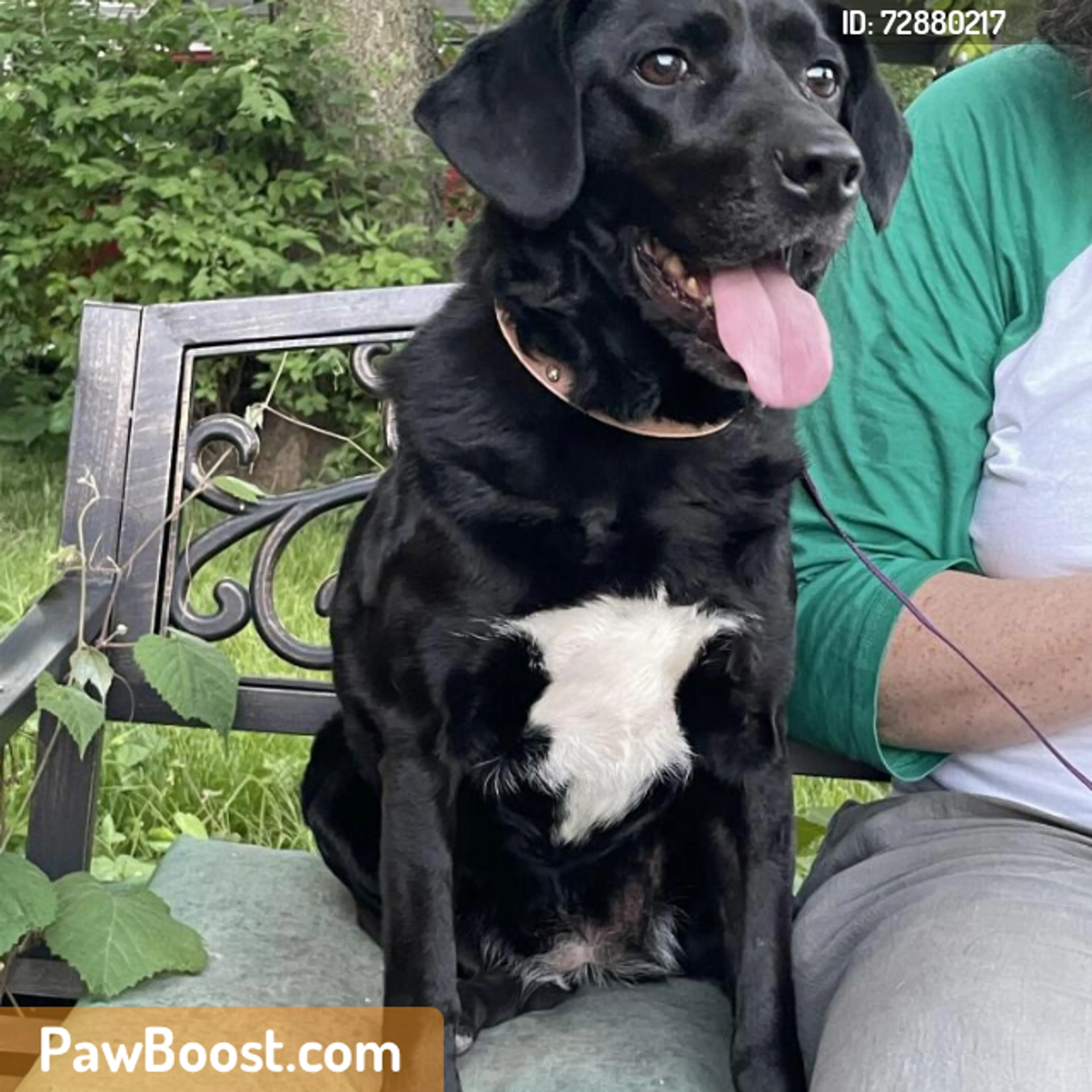 Found pet