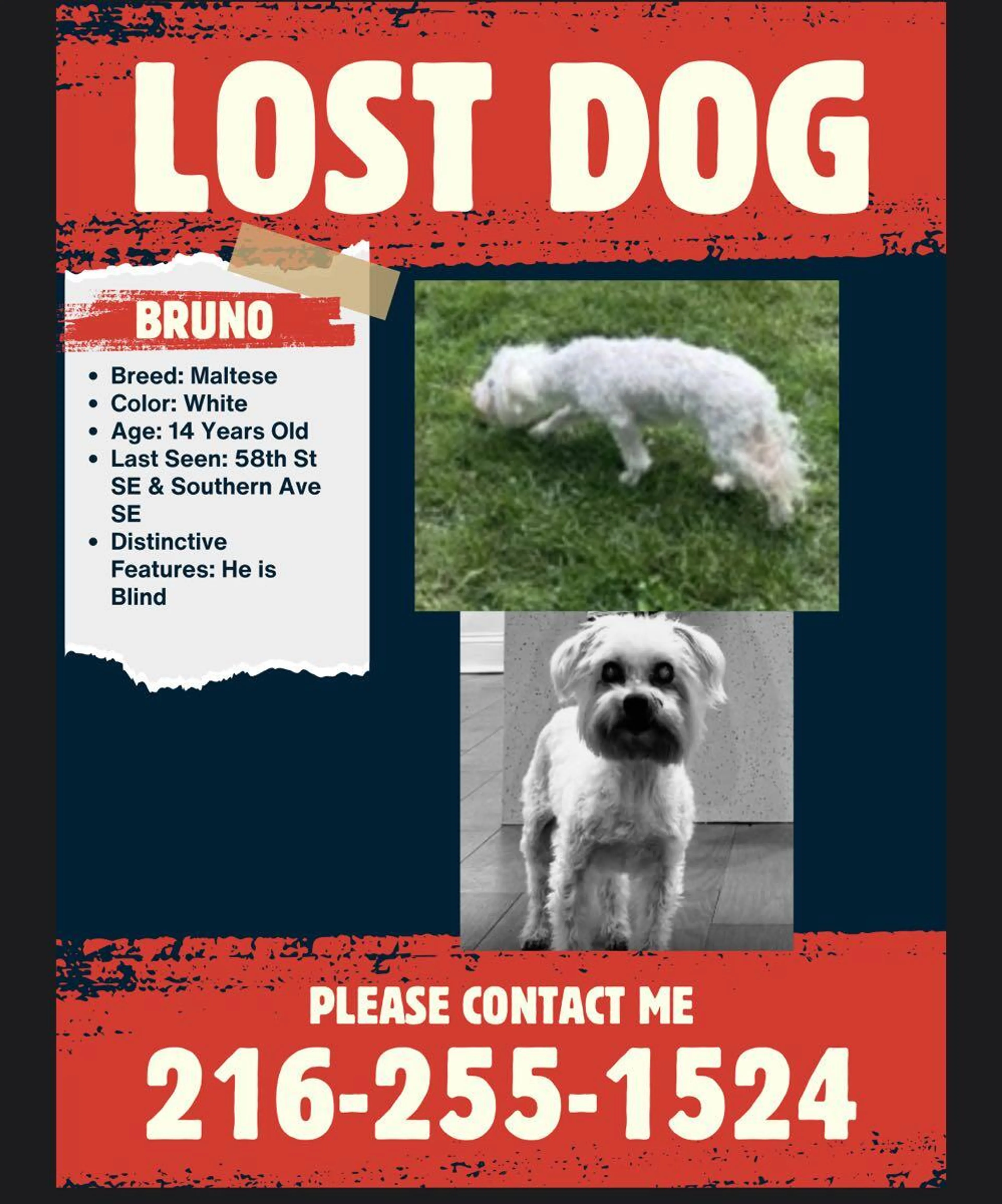 Lost pet
