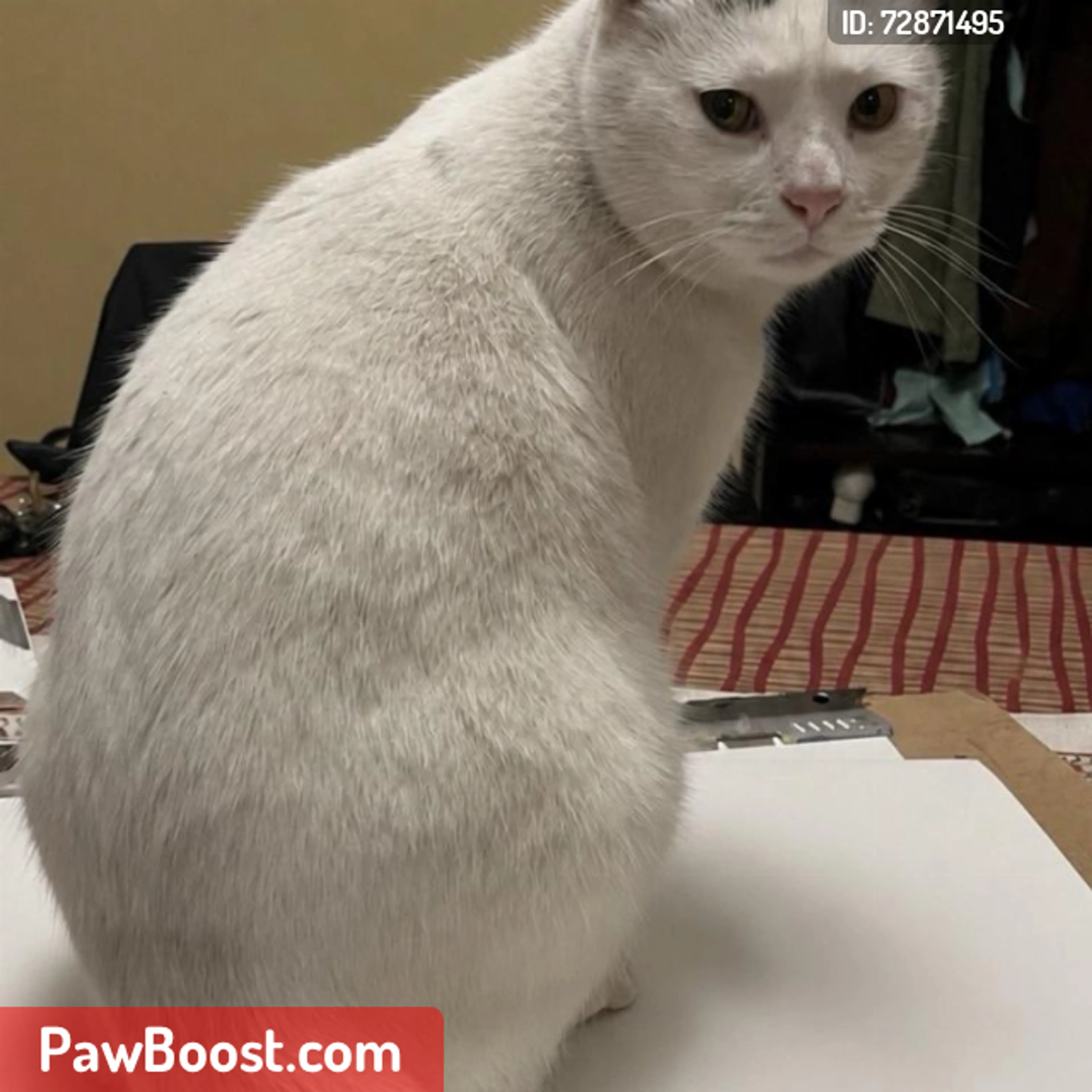 Lost pet