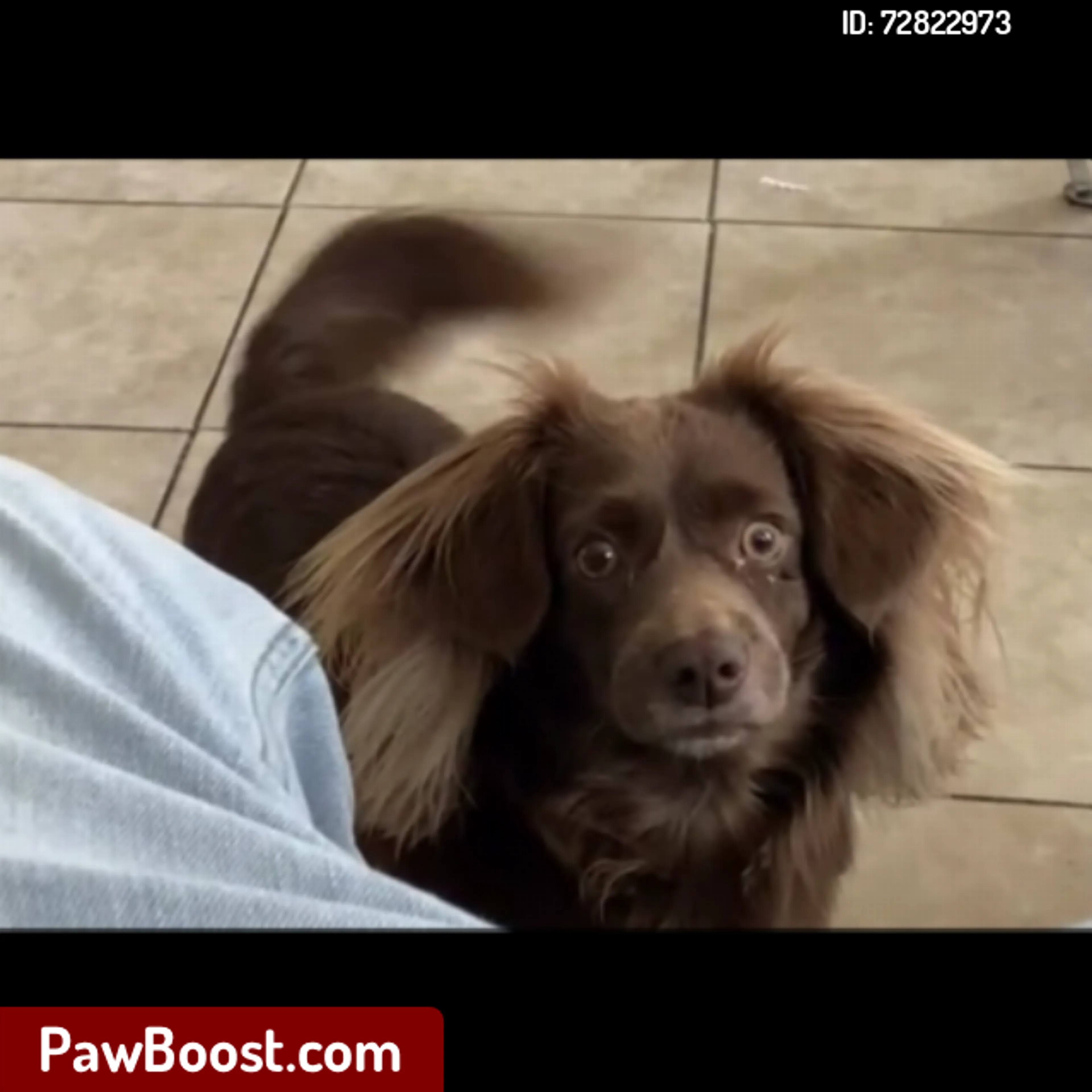 Lost pet