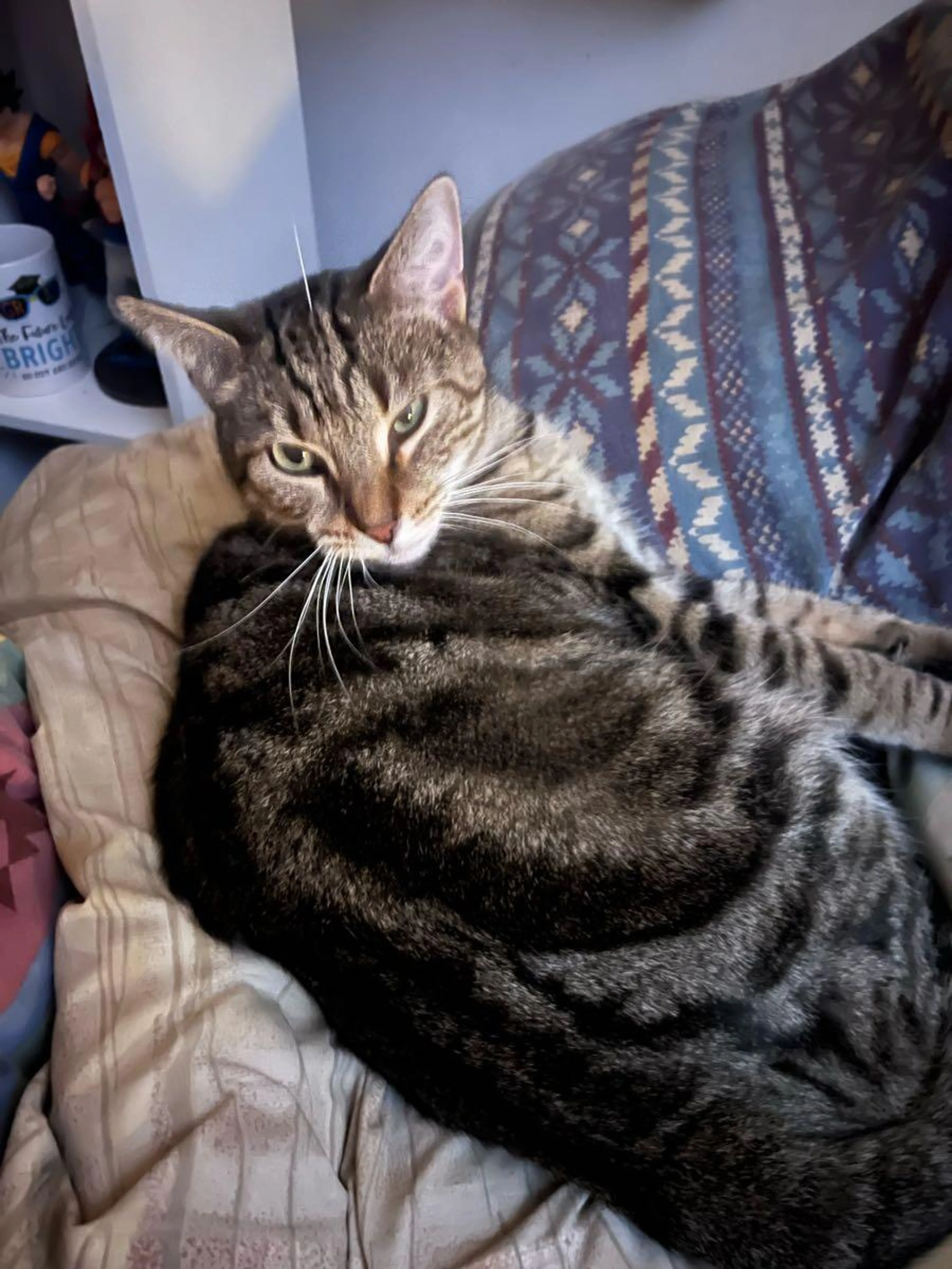 Lost pet