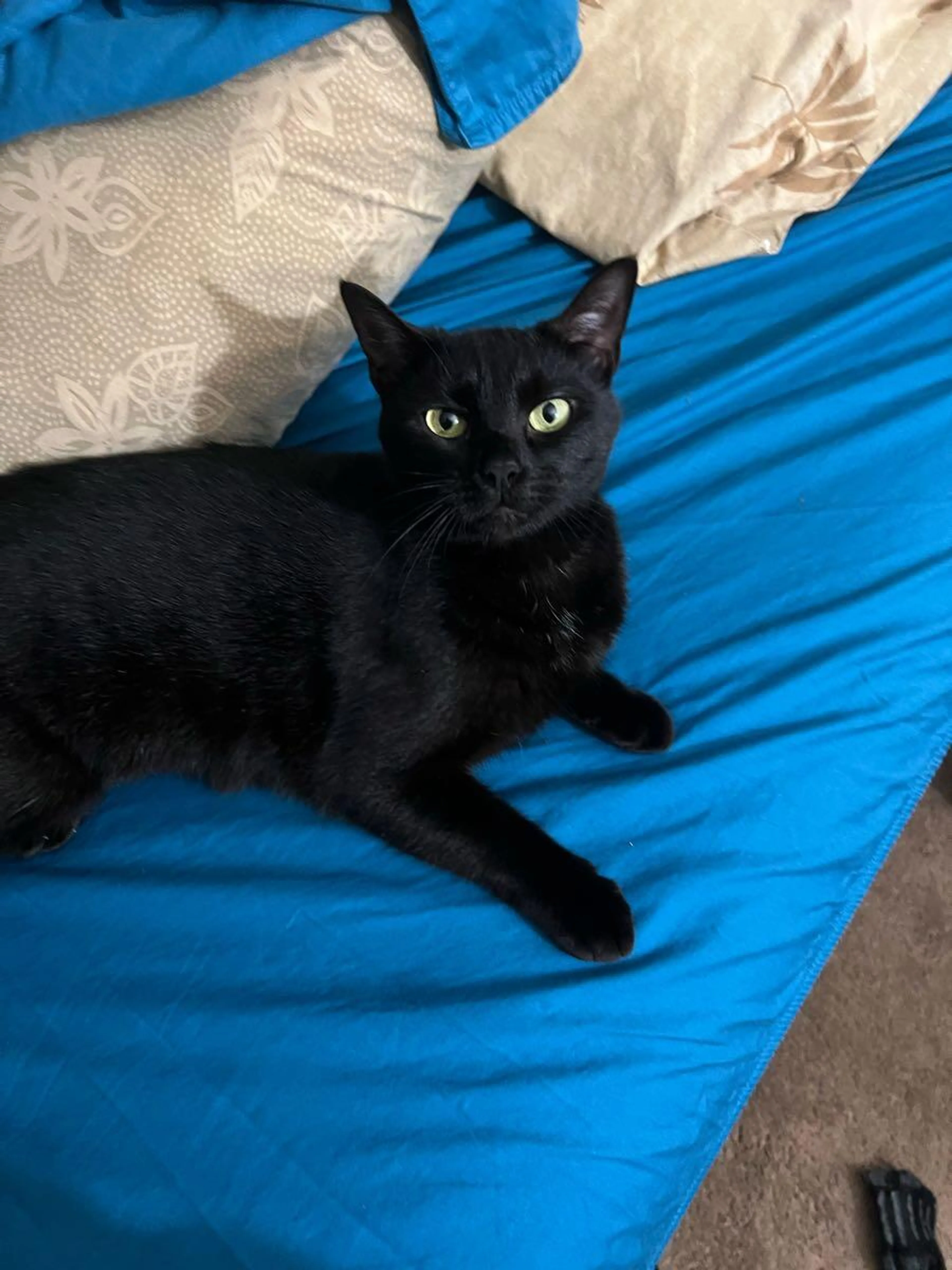 Lost pet