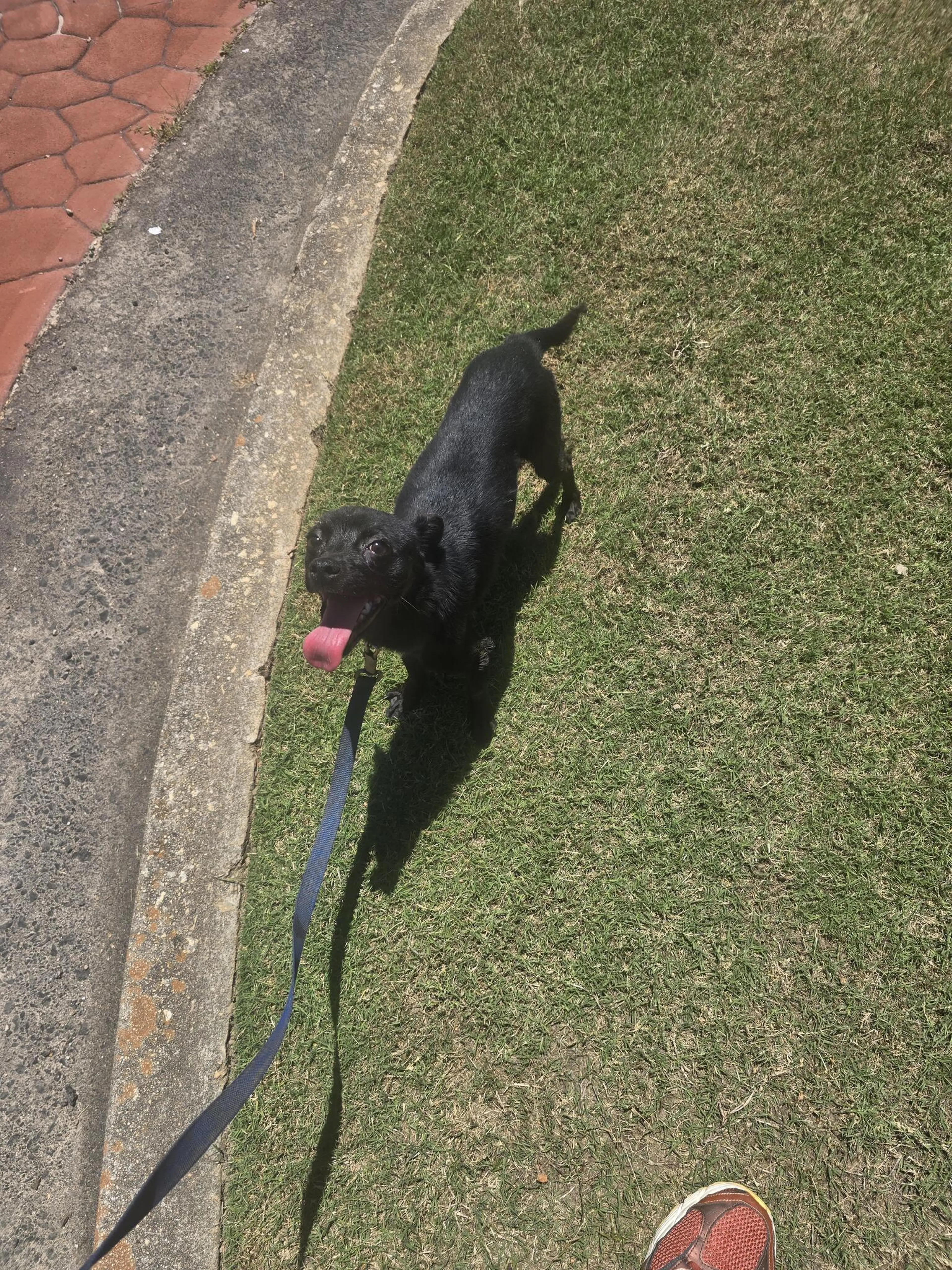 Found pet