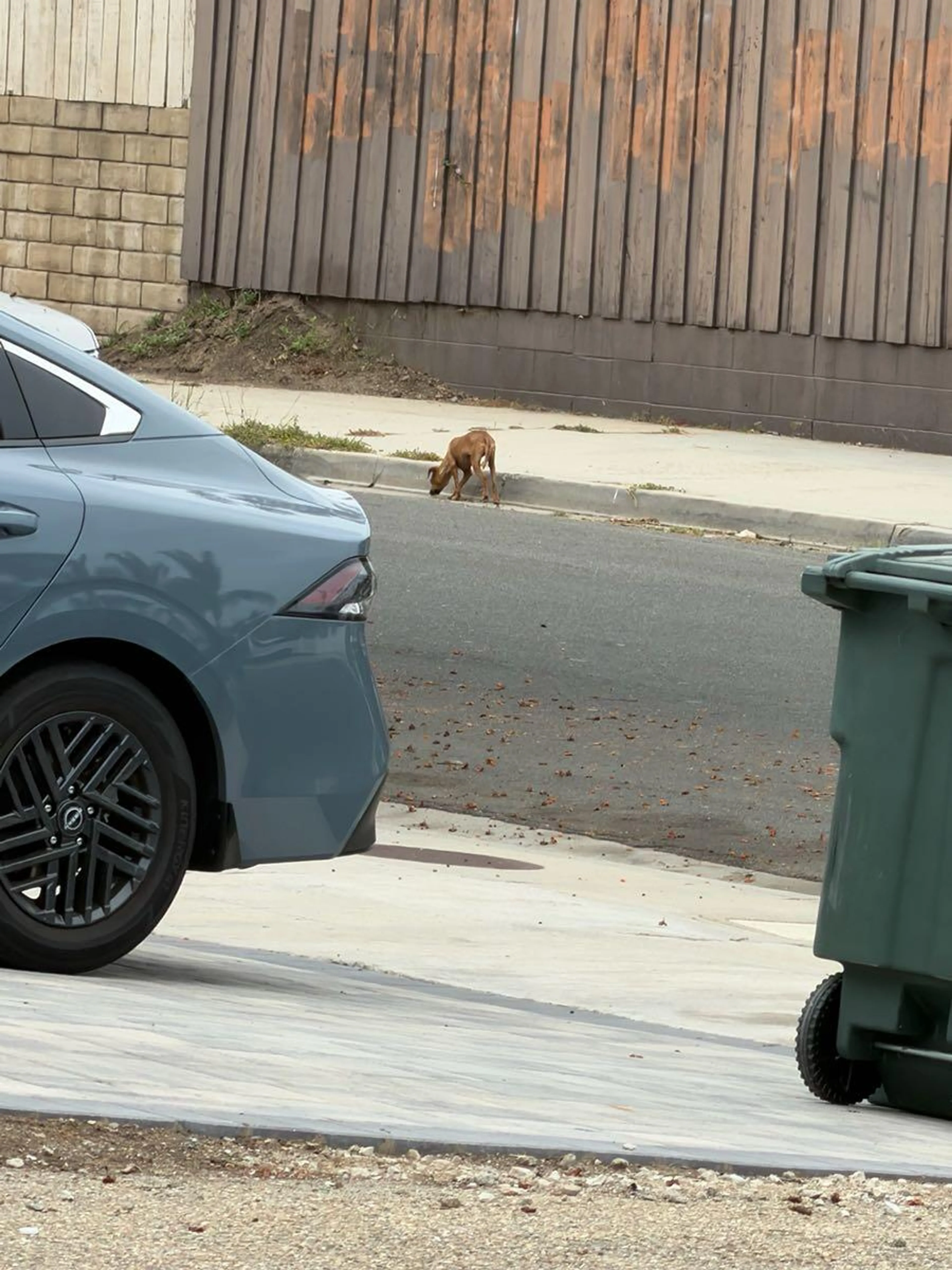 Found pet