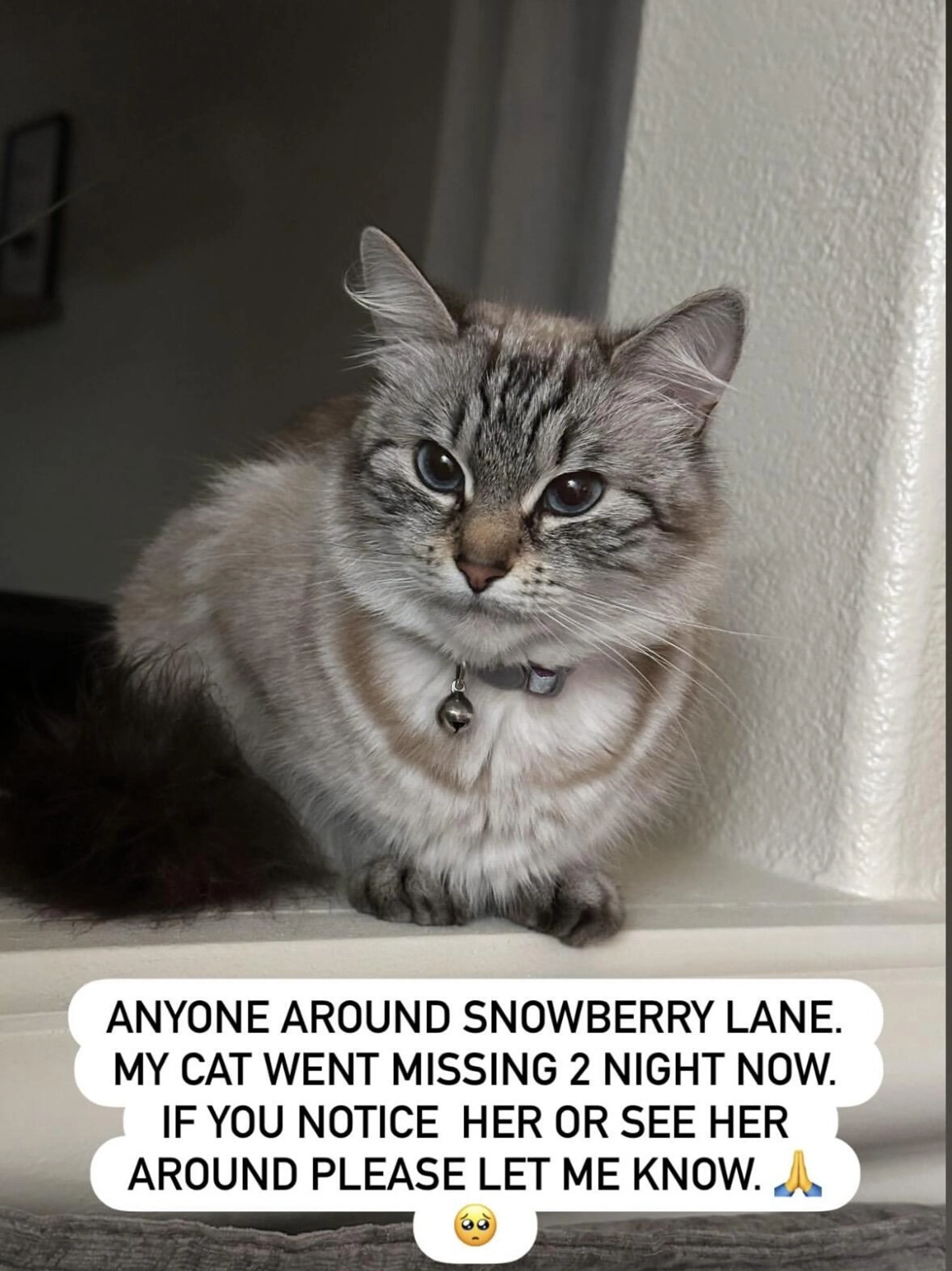 Lost pet