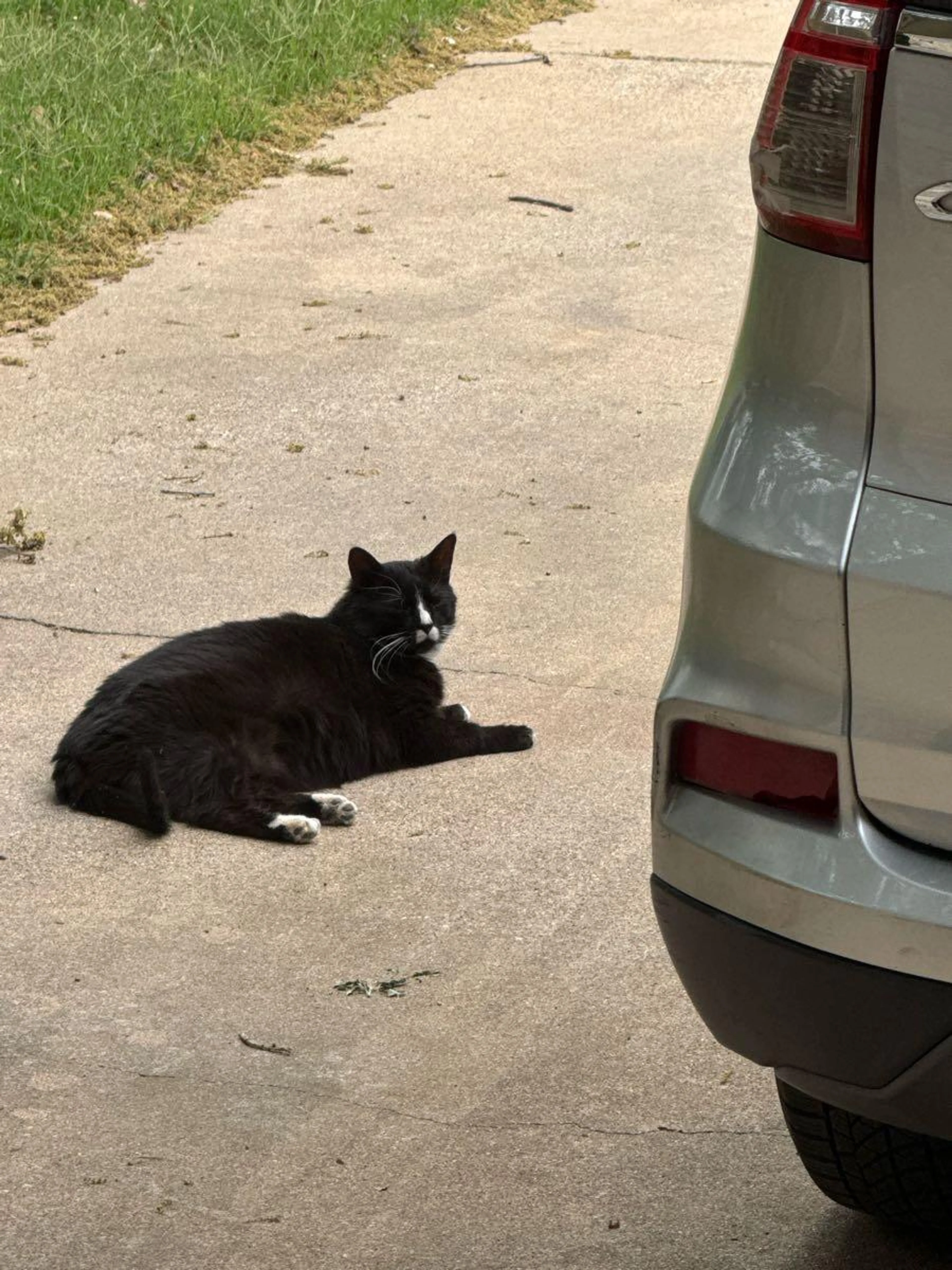 Lost pet