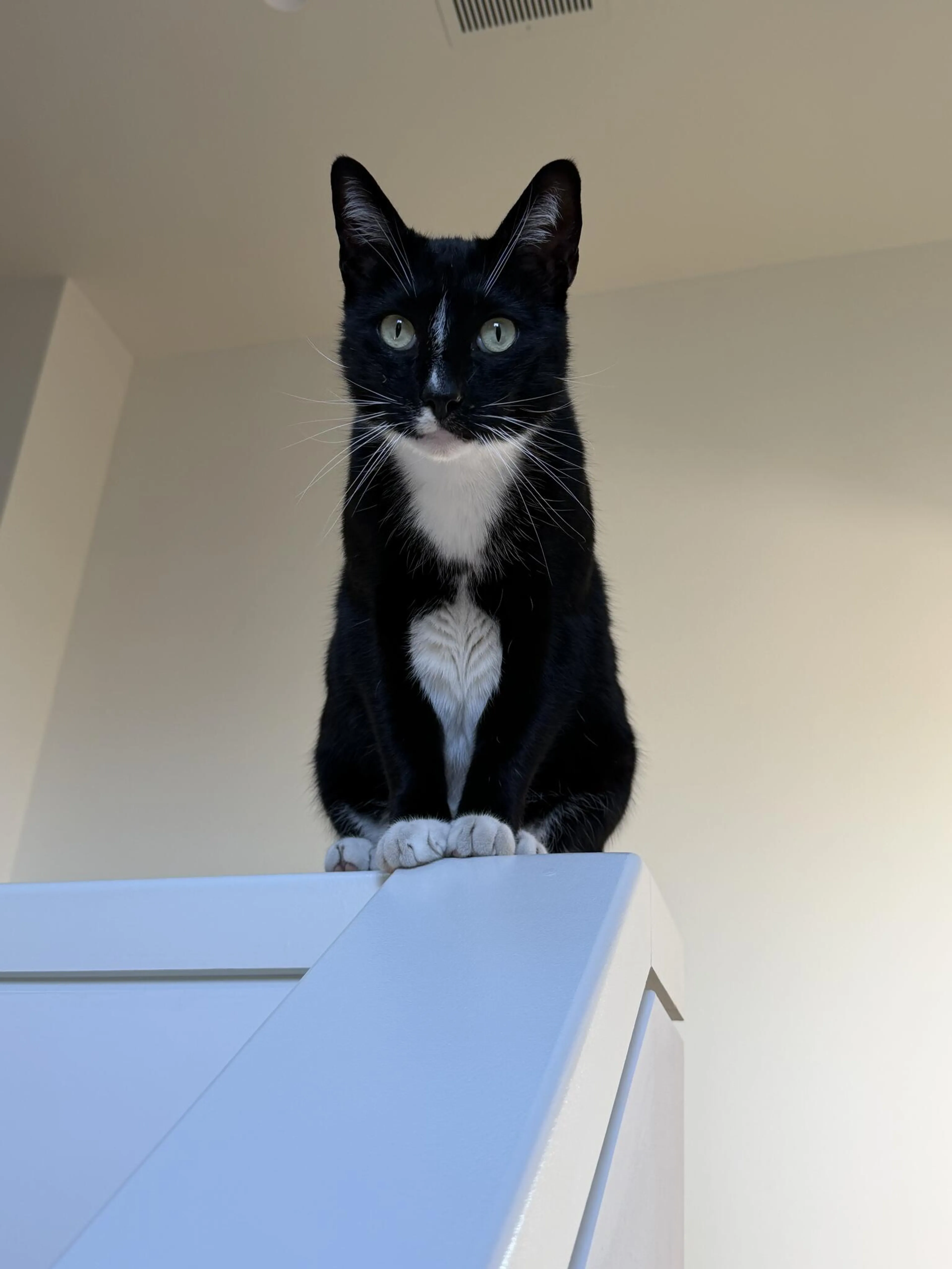 Lost pet