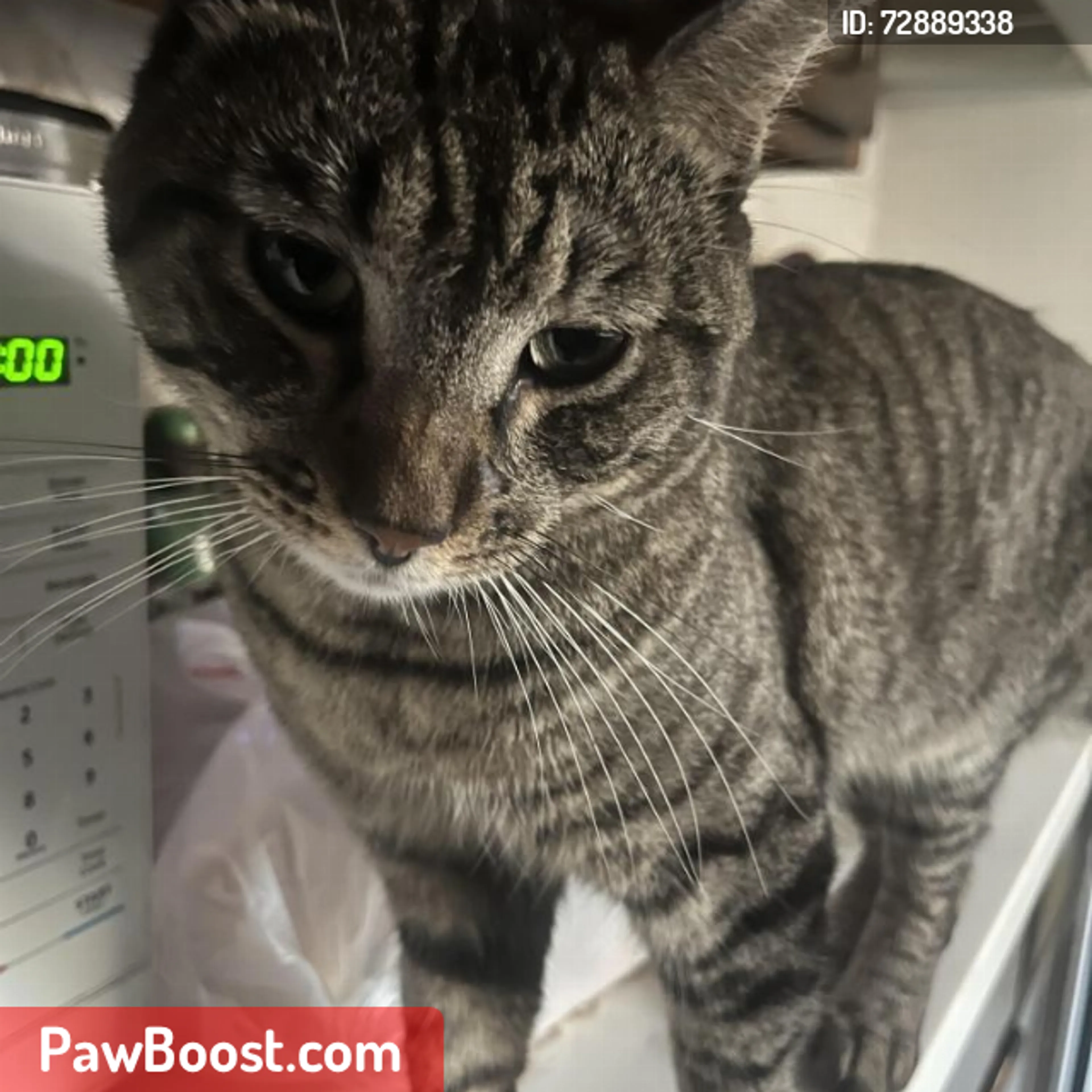 Lost pet