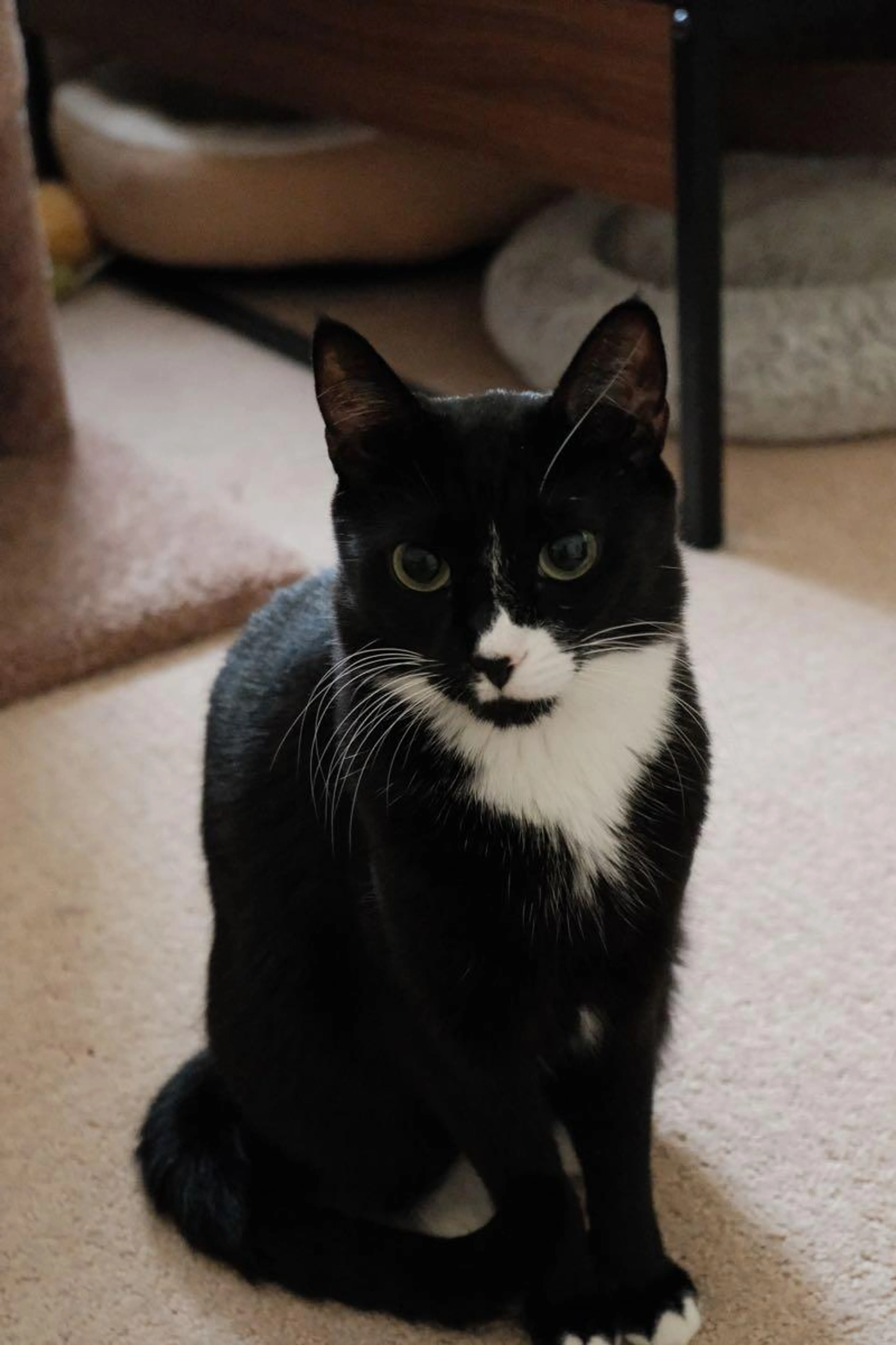 Lost pet