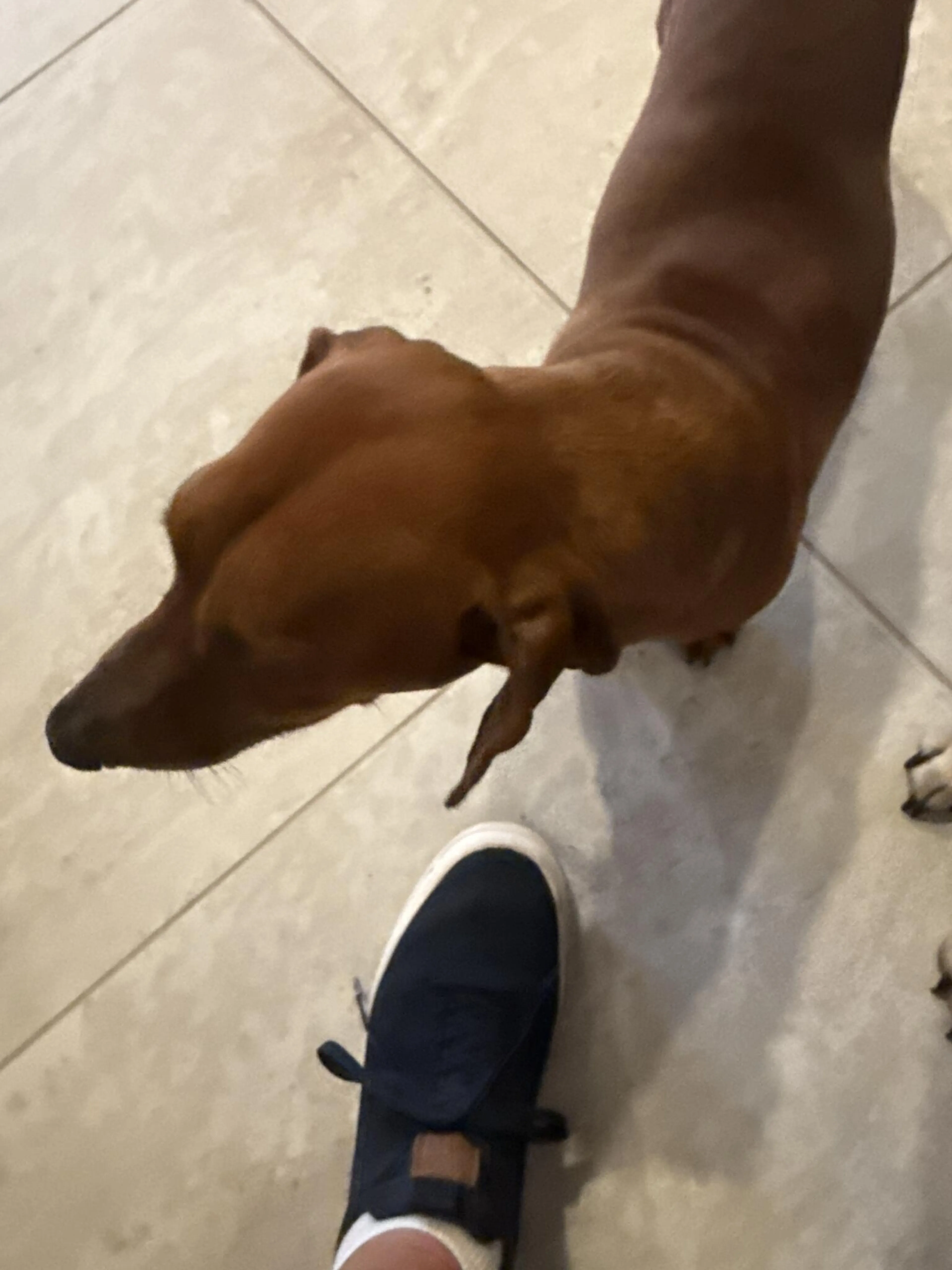 Found pet