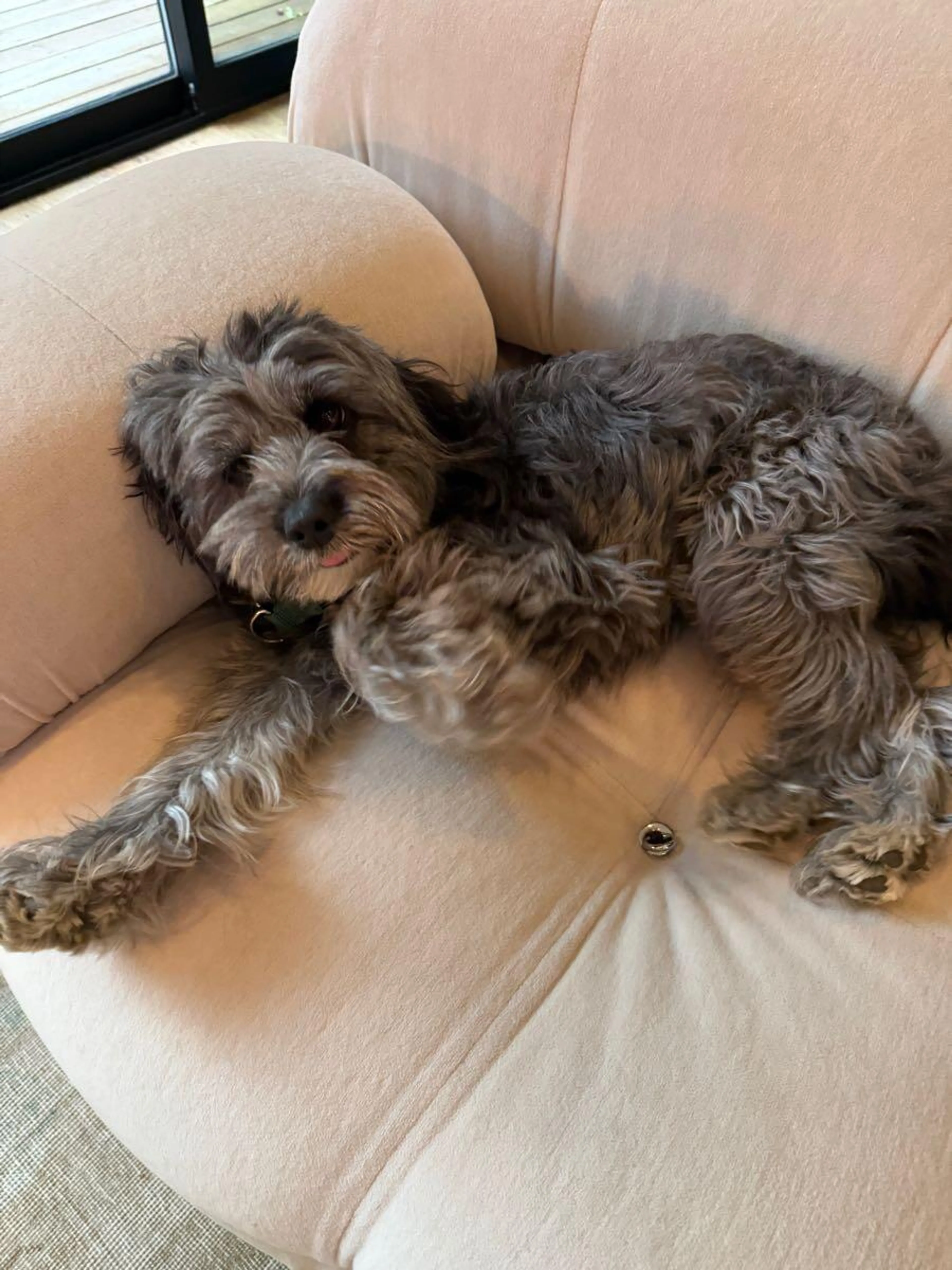 Lost pet