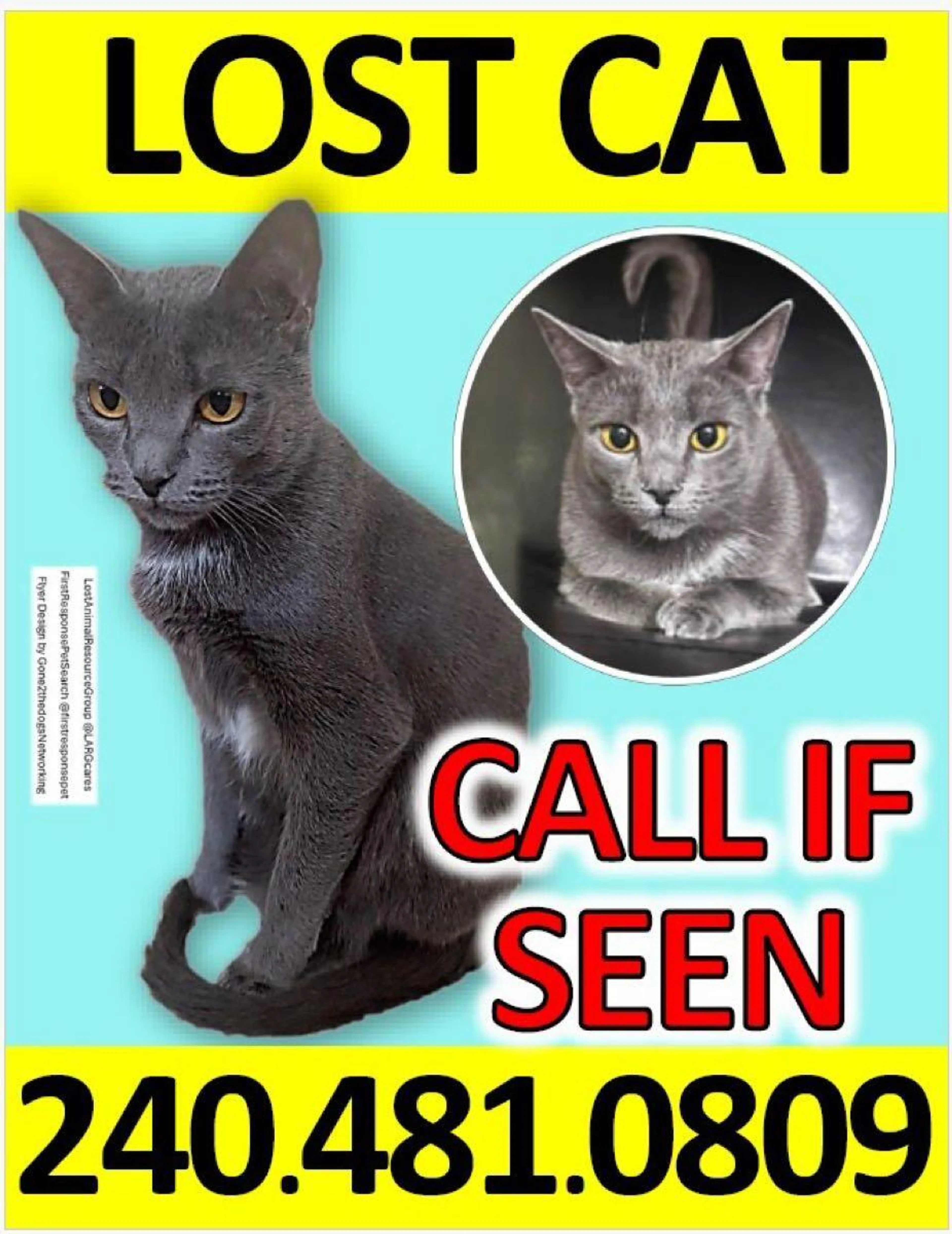 Lost pet