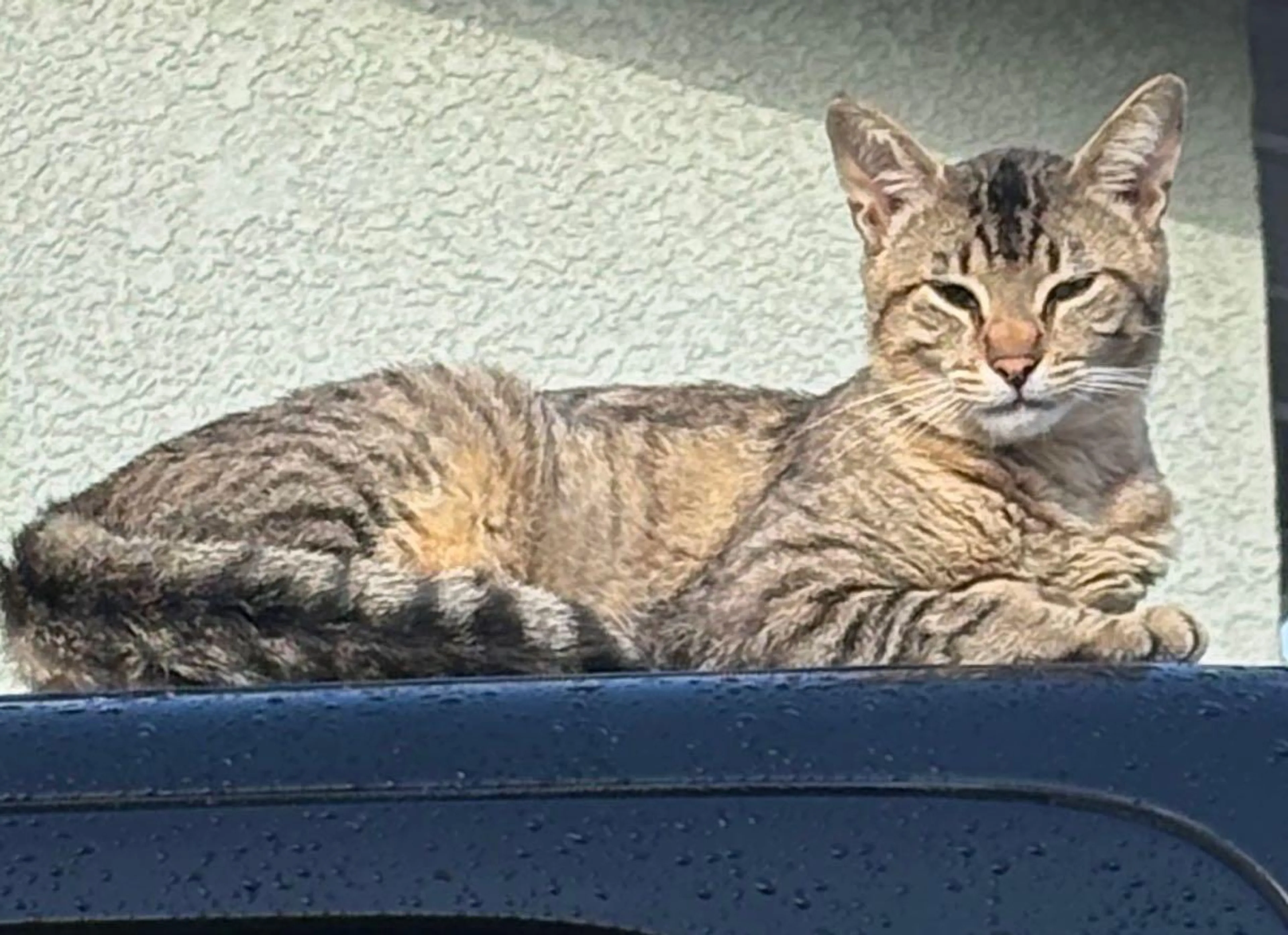 Lost pet